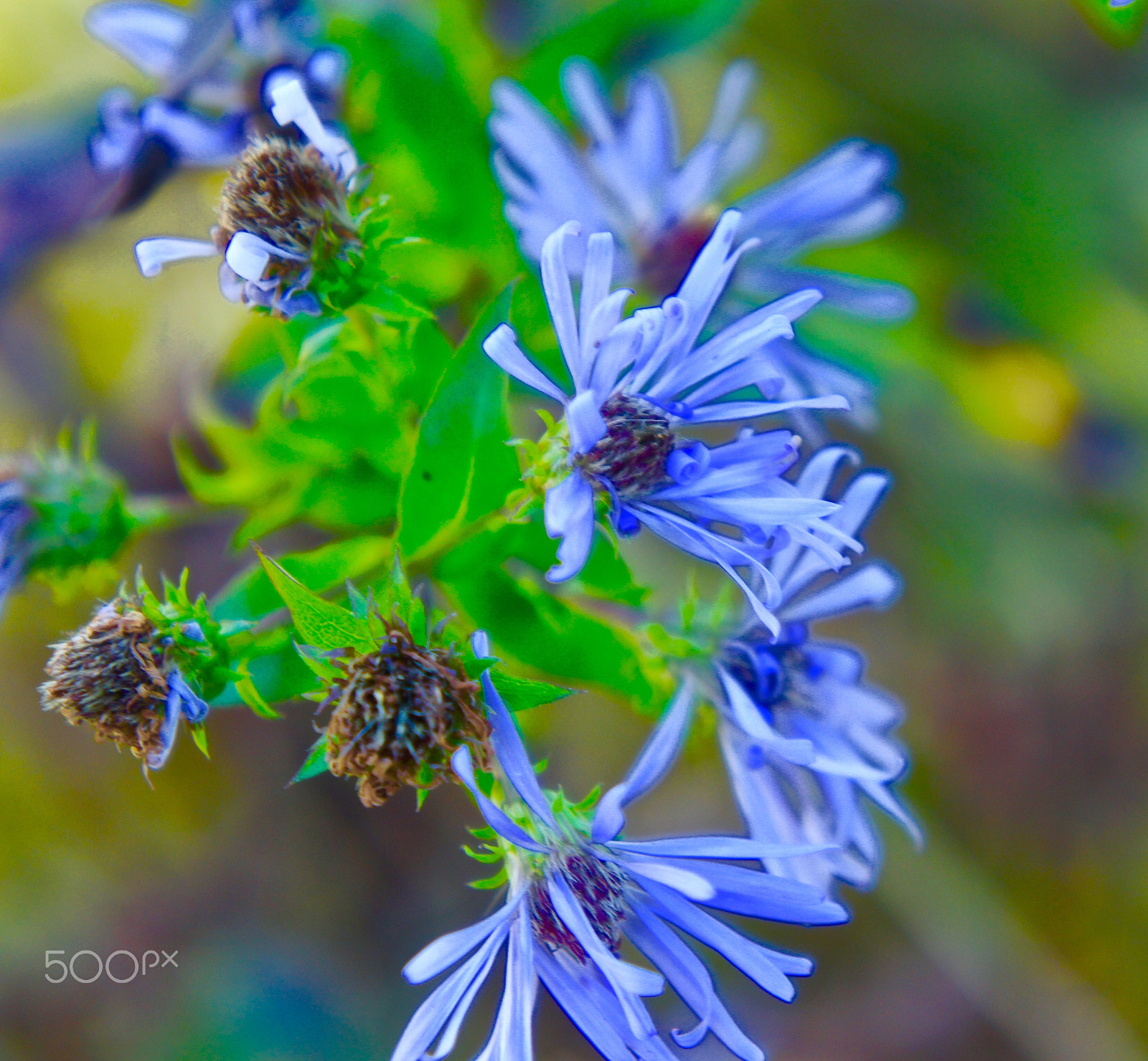 Sony Alpha NEX-3 sample photo. Periwinkle flowers photography