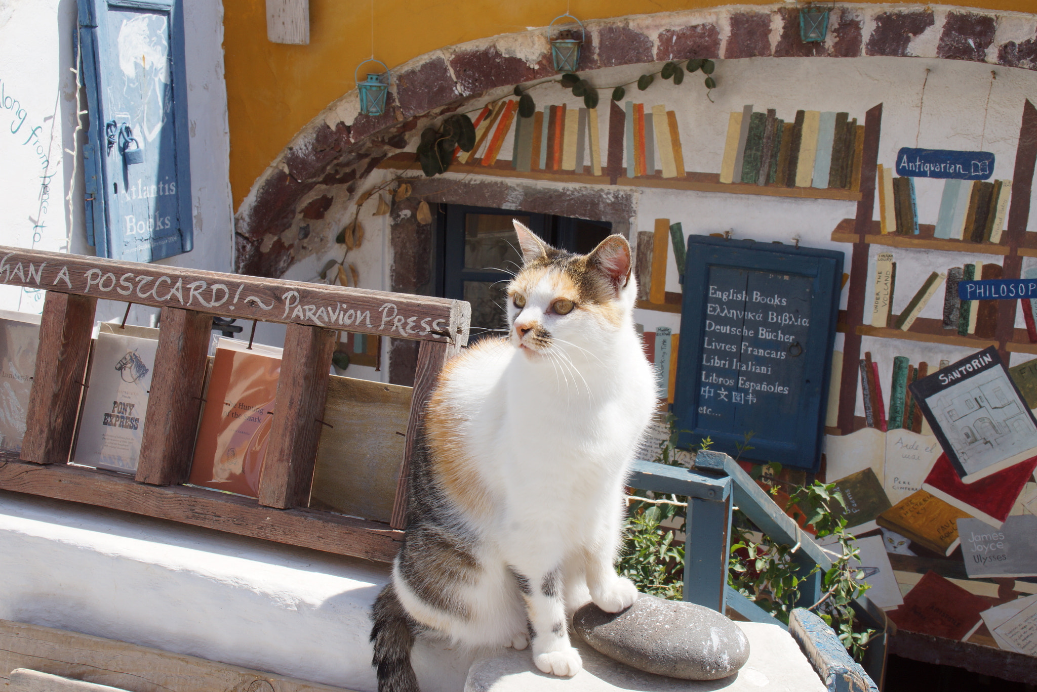 Sony SLT-A65 (SLT-A65V) sample photo. Top model cat ! photography