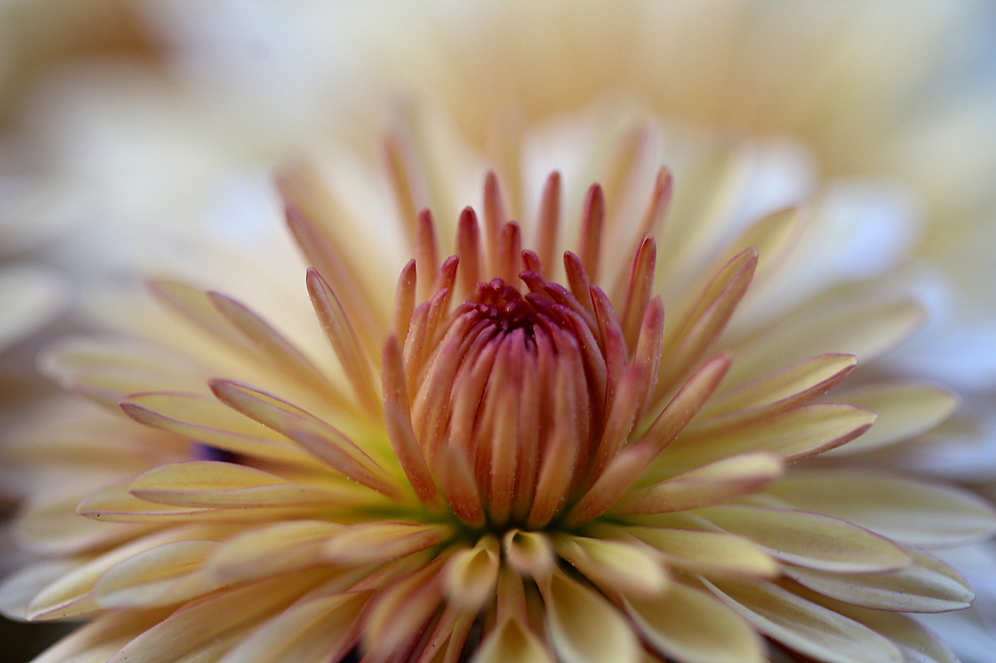 Canon EF 100mm F2.8 Macro USM sample photo. Mum center. photography