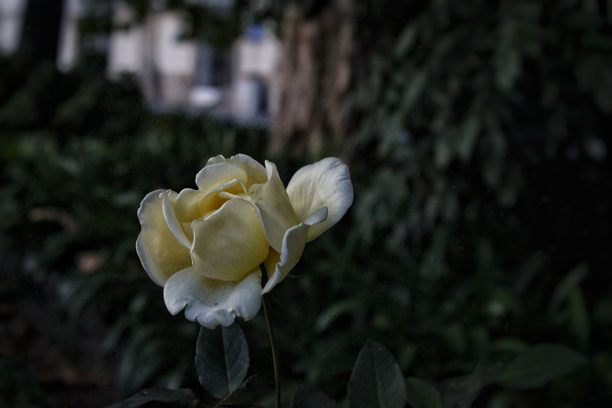 Canon EOS 550D (EOS Rebel T2i / EOS Kiss X4) + Canon EF-S 18-55mm F3.5-5.6 IS sample photo. Yellow rose of mine photography