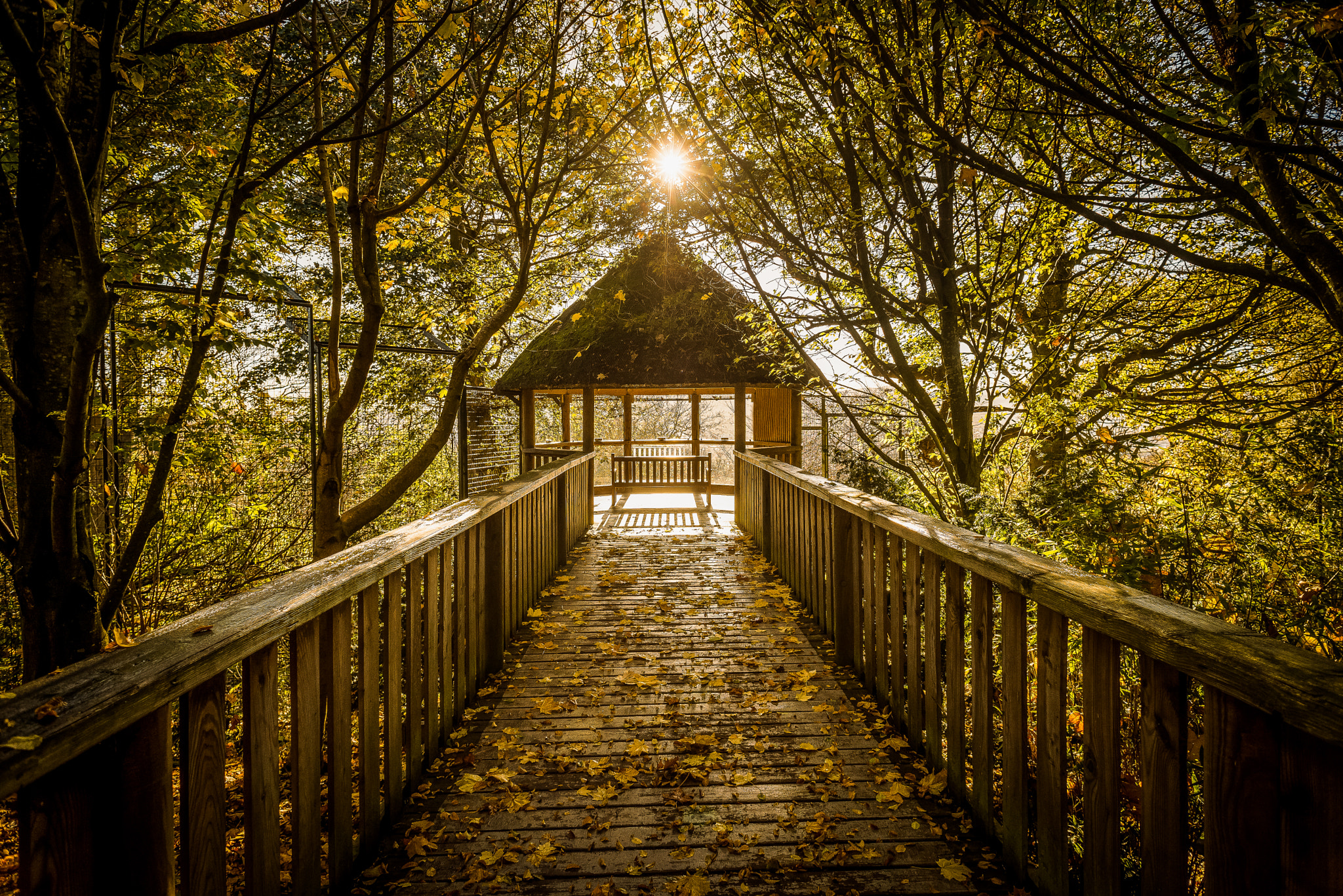 Nikon D750 + Nikon AF Nikkor 20mm F2.8D sample photo. Autumn gazebo photography