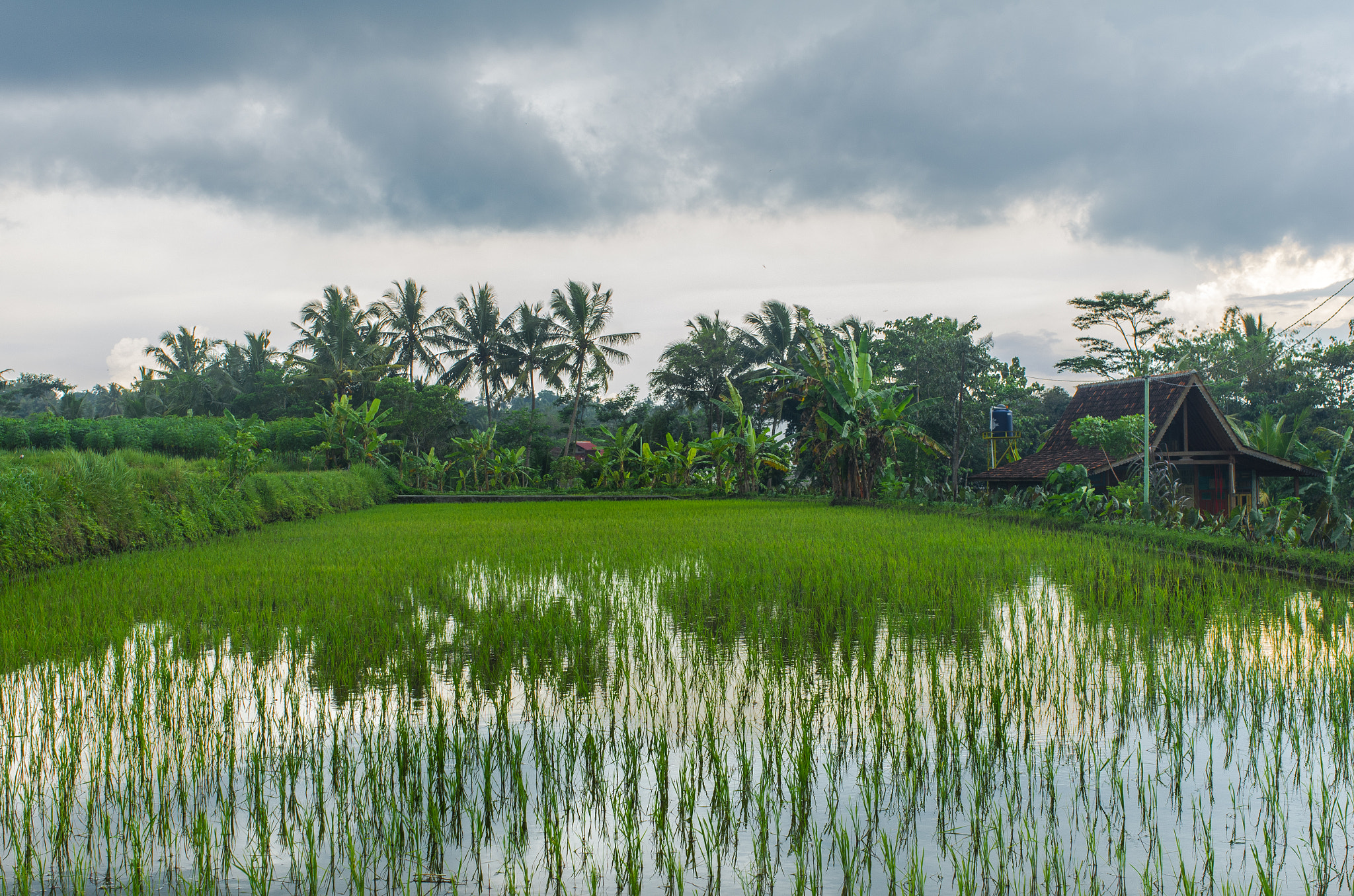 Pentax K-5 sample photo. Rice field mirror photography