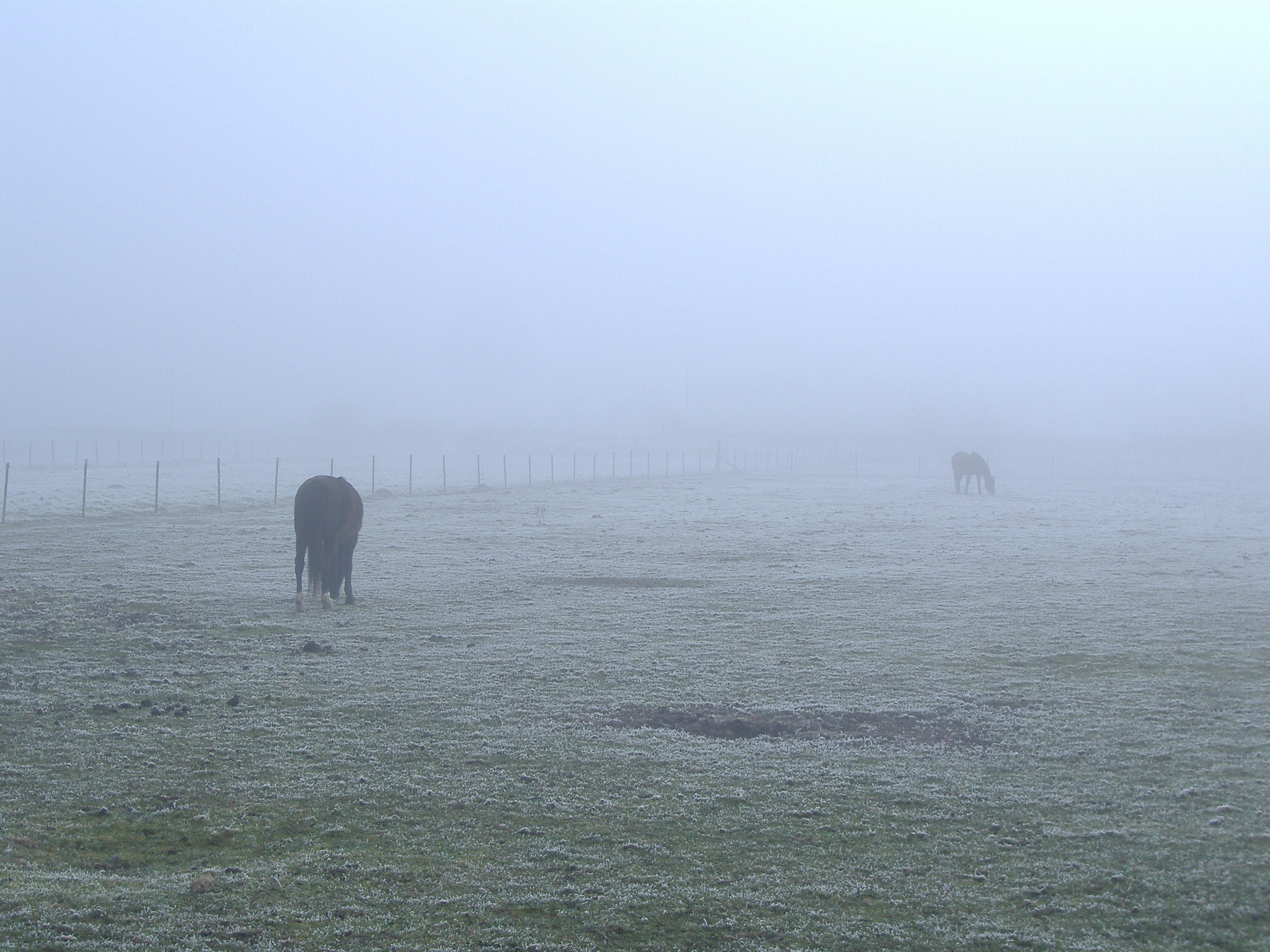 Fujifilm FinePix A370 sample photo. Chevaux du pas-de-calais photography