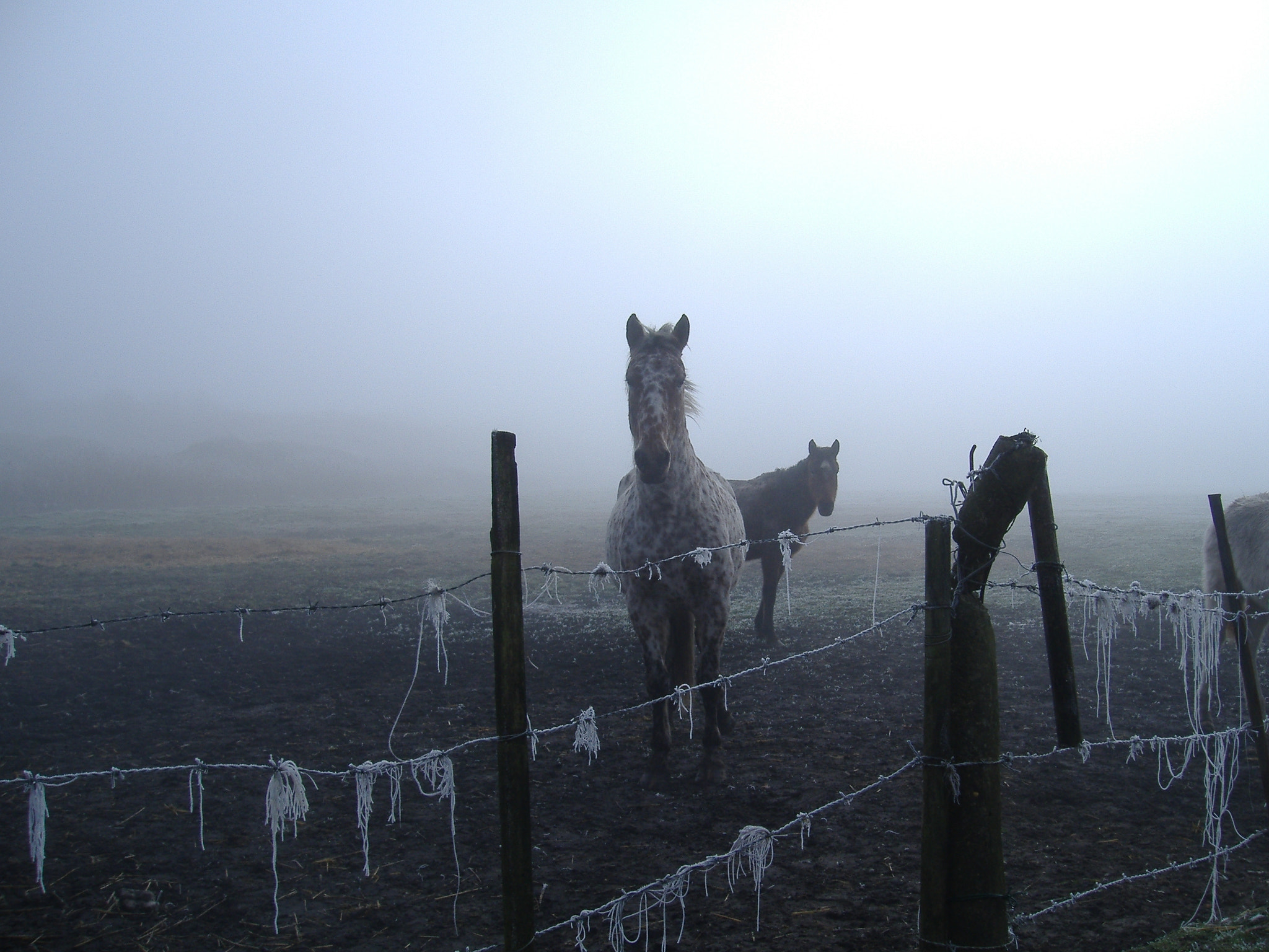 Fujifilm FinePix A370 sample photo. Foggy sky and horses photography