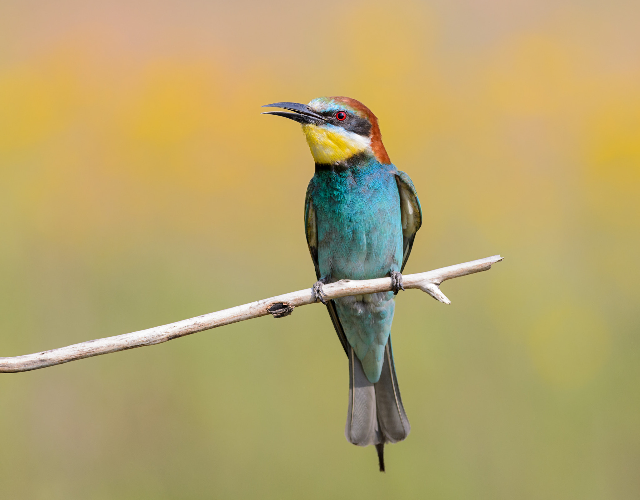 Nikon D7000 + Nikon AF-S Nikkor 300mm F4D ED-IF sample photo. European bee-eater photography