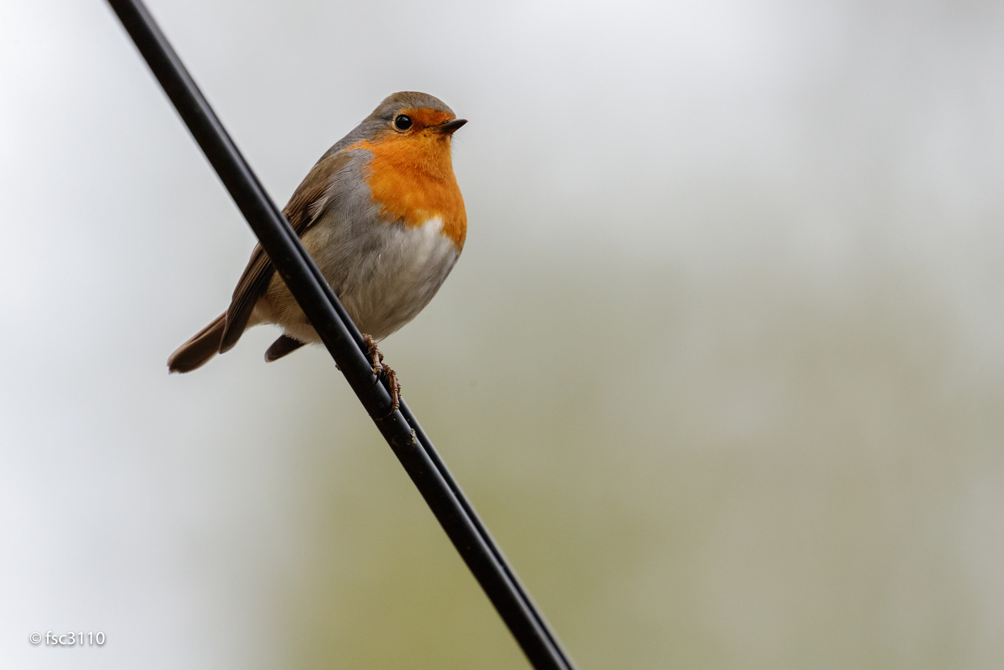 Canon EF 500mm F4L IS II USM sample photo. European robin photography