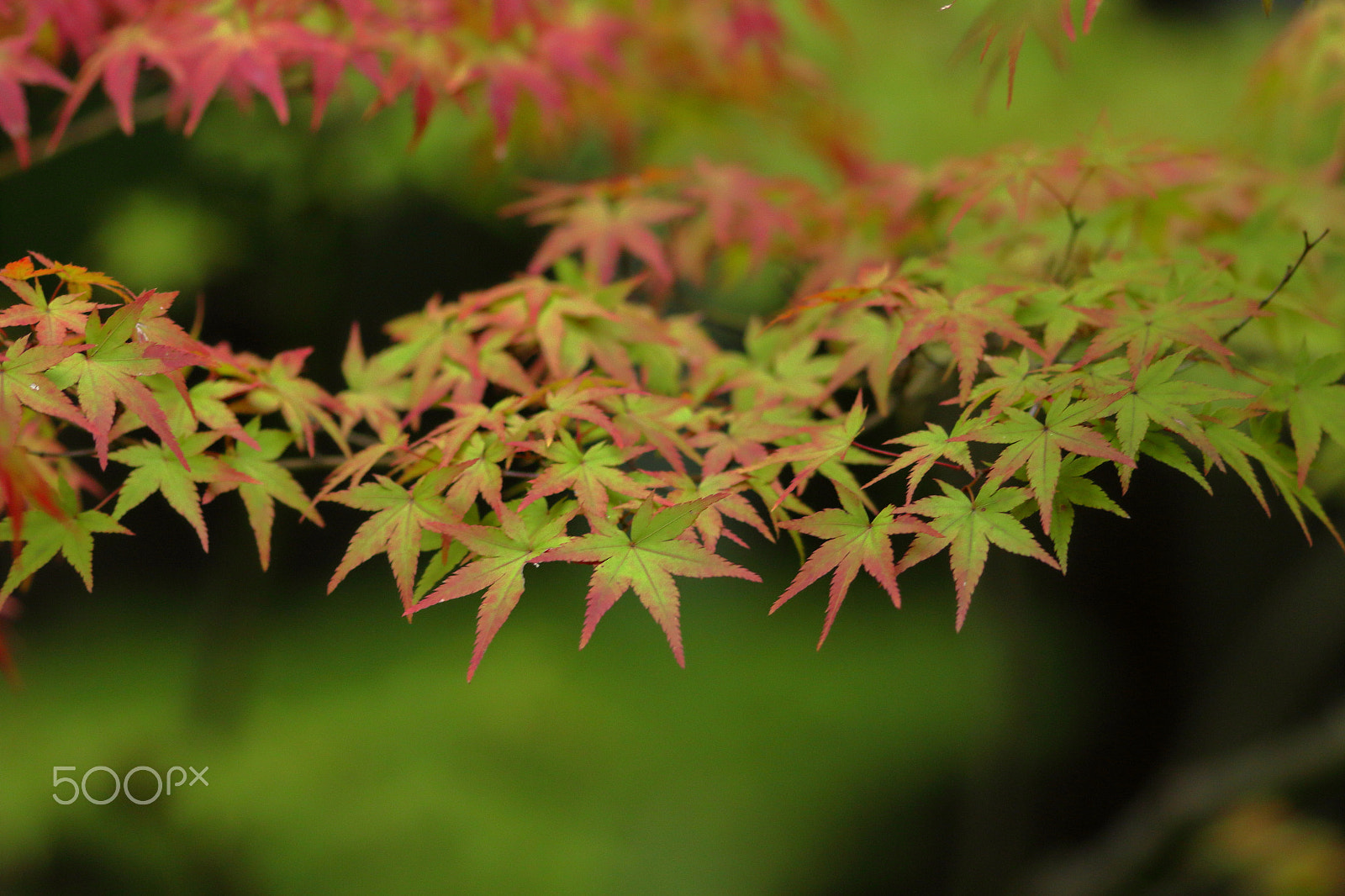 Canon EF 200mm F2.8L II USM sample photo. Slightly red photography
