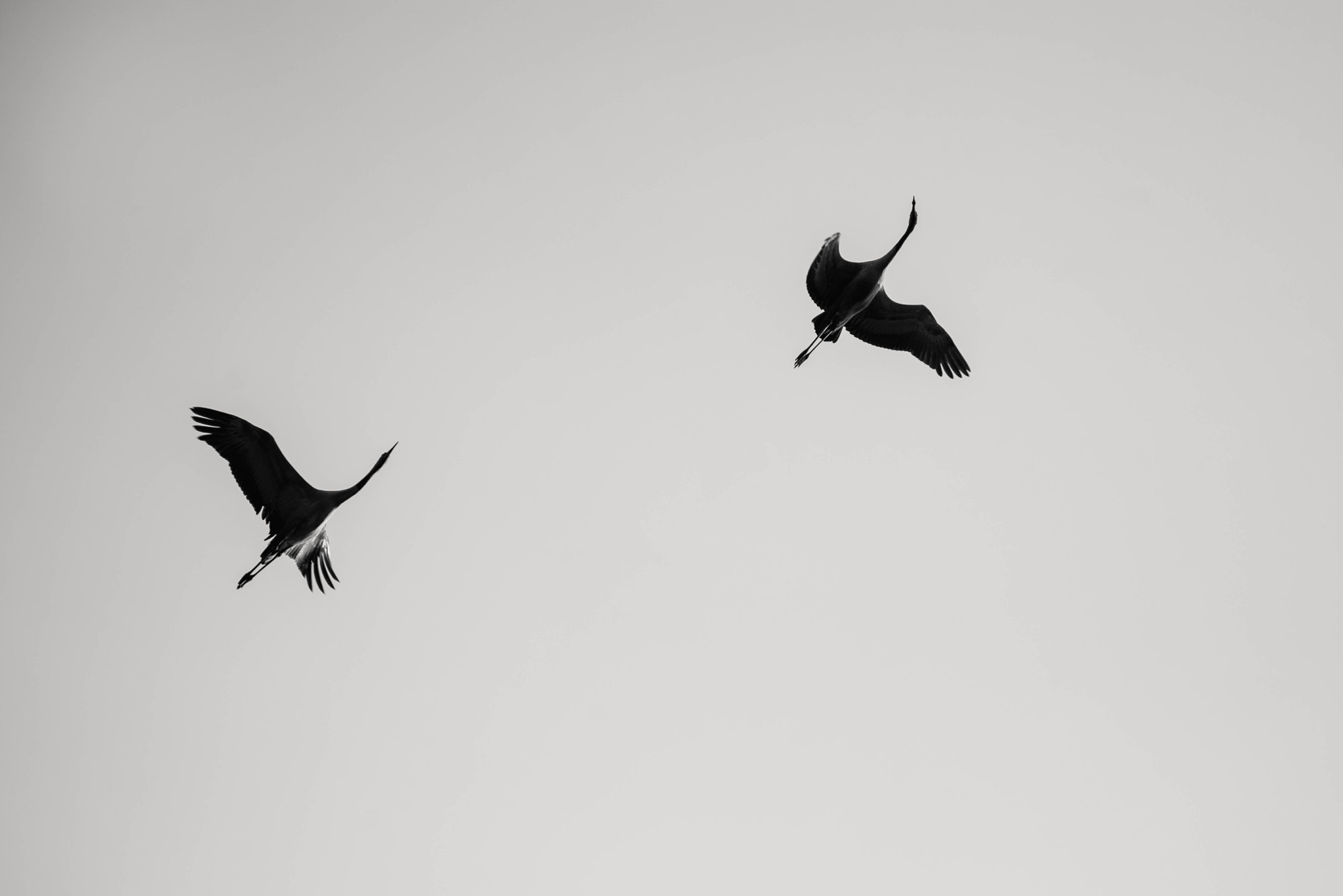 Sony a7R + Canon EF 70-200mm F2.8L USM sample photo. Cranes in the sky photography