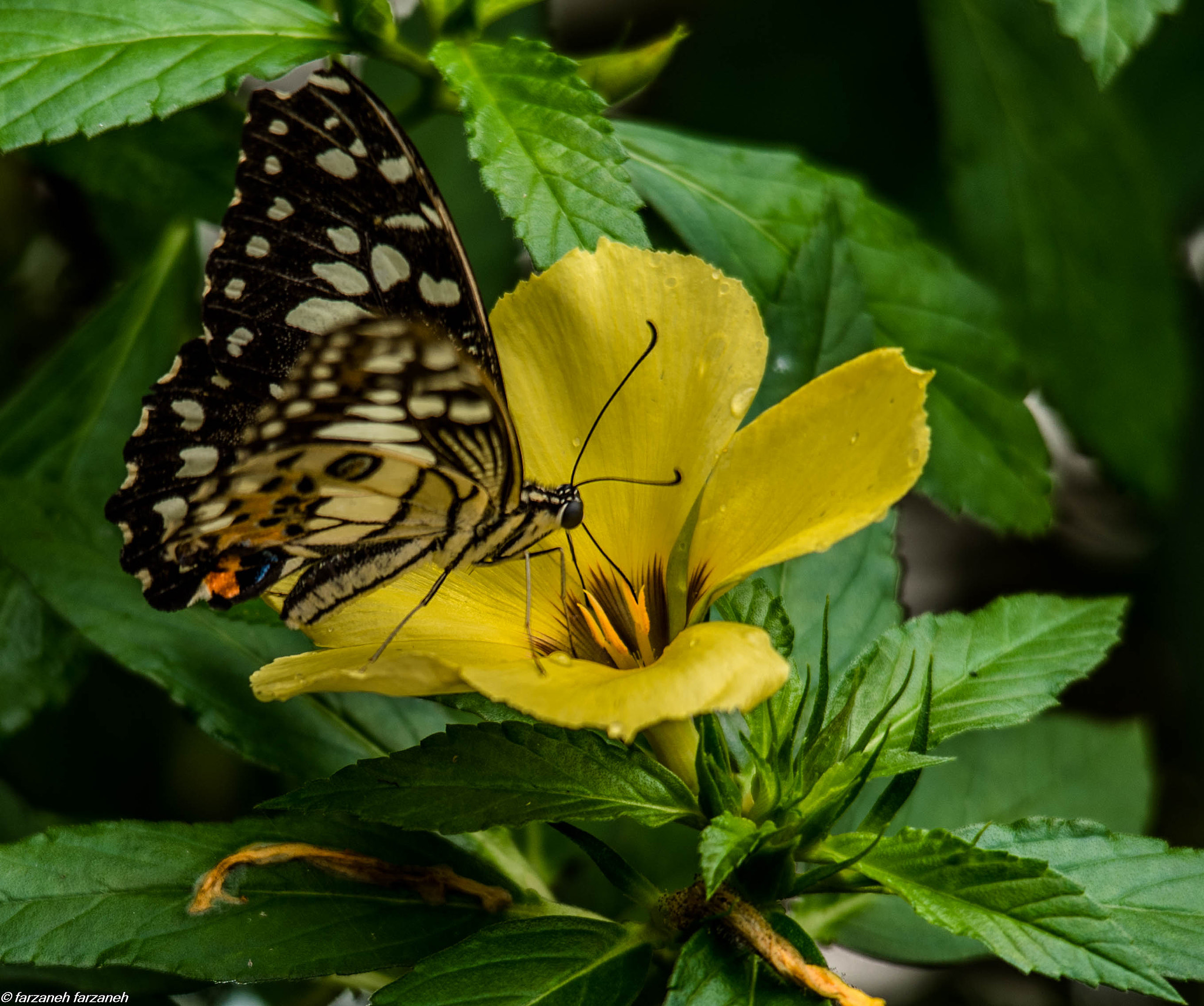 Sigma 150-500mm F5-6.3 DG OS HSM sample photo. Dsc photography