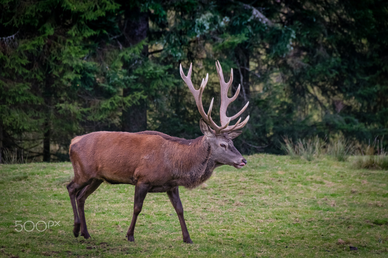 Sigma 18-250mm F3.5-6.3 DC Macro OS HSM sample photo. Mr. deer photography