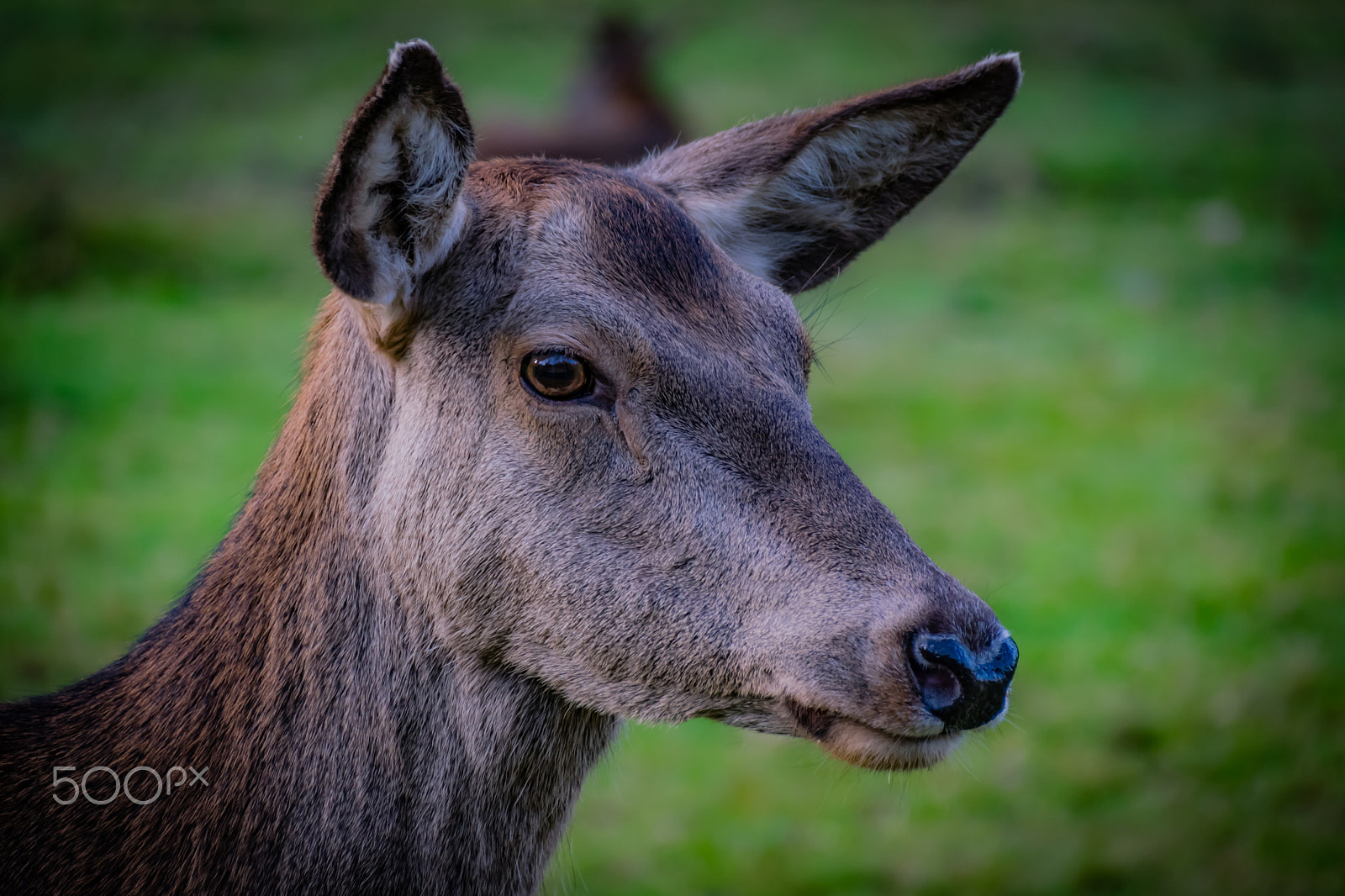 Sigma 18-250mm F3.5-6.3 DC Macro OS HSM sample photo. My name is bambi... photography