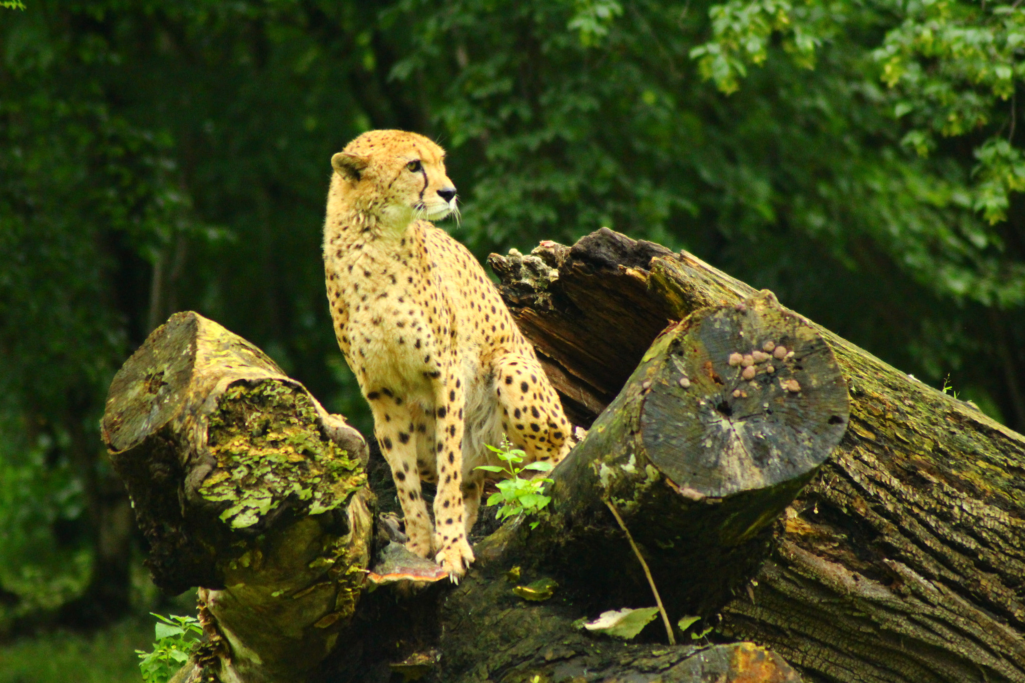 Canon EOS 100D (EOS Rebel SL1 / EOS Kiss X7) sample photo. Im zoo salzburg photography