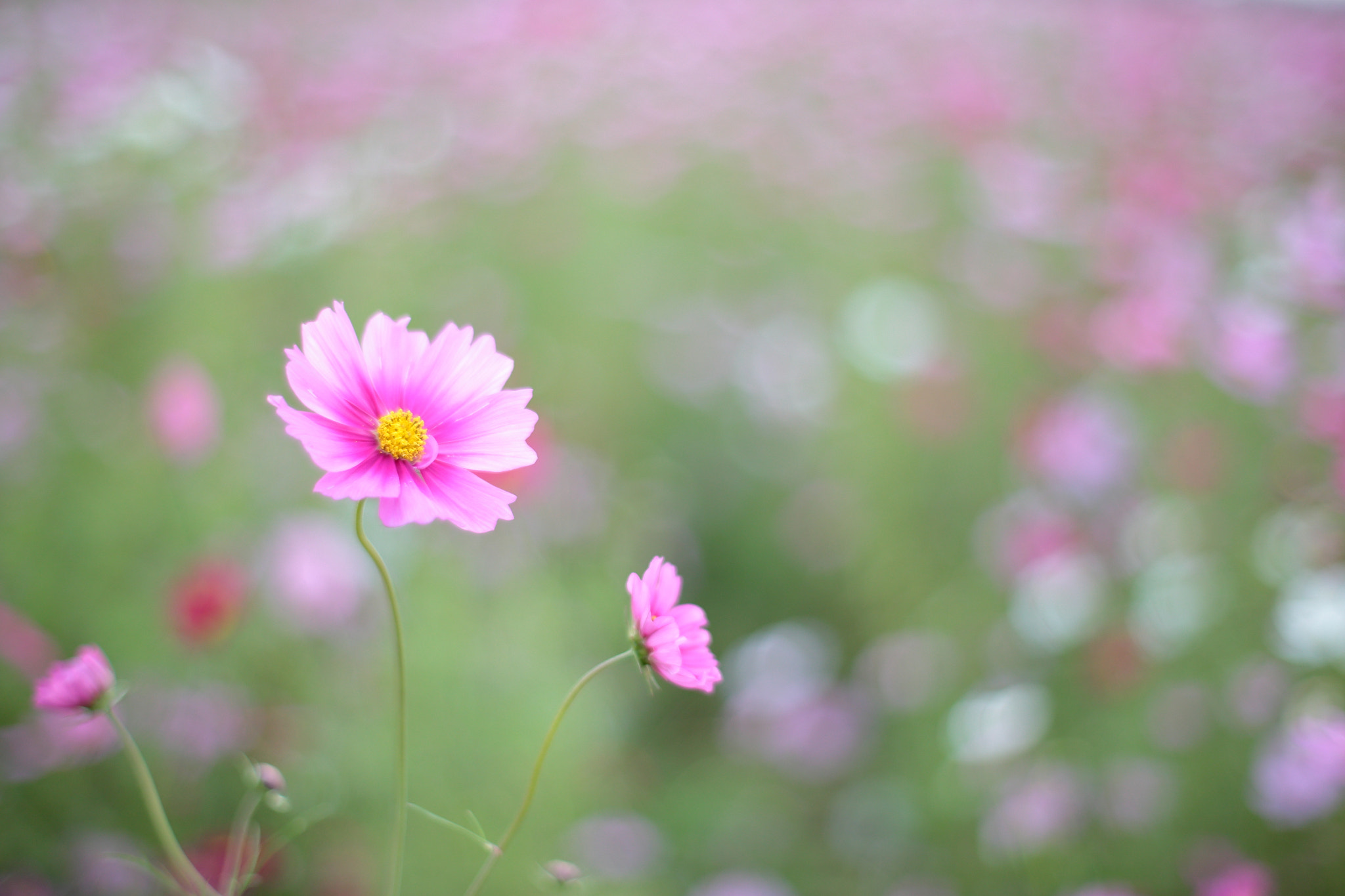 ZEISS Planar T* 50mm F1.4 sample photo. Cosmos garden photography