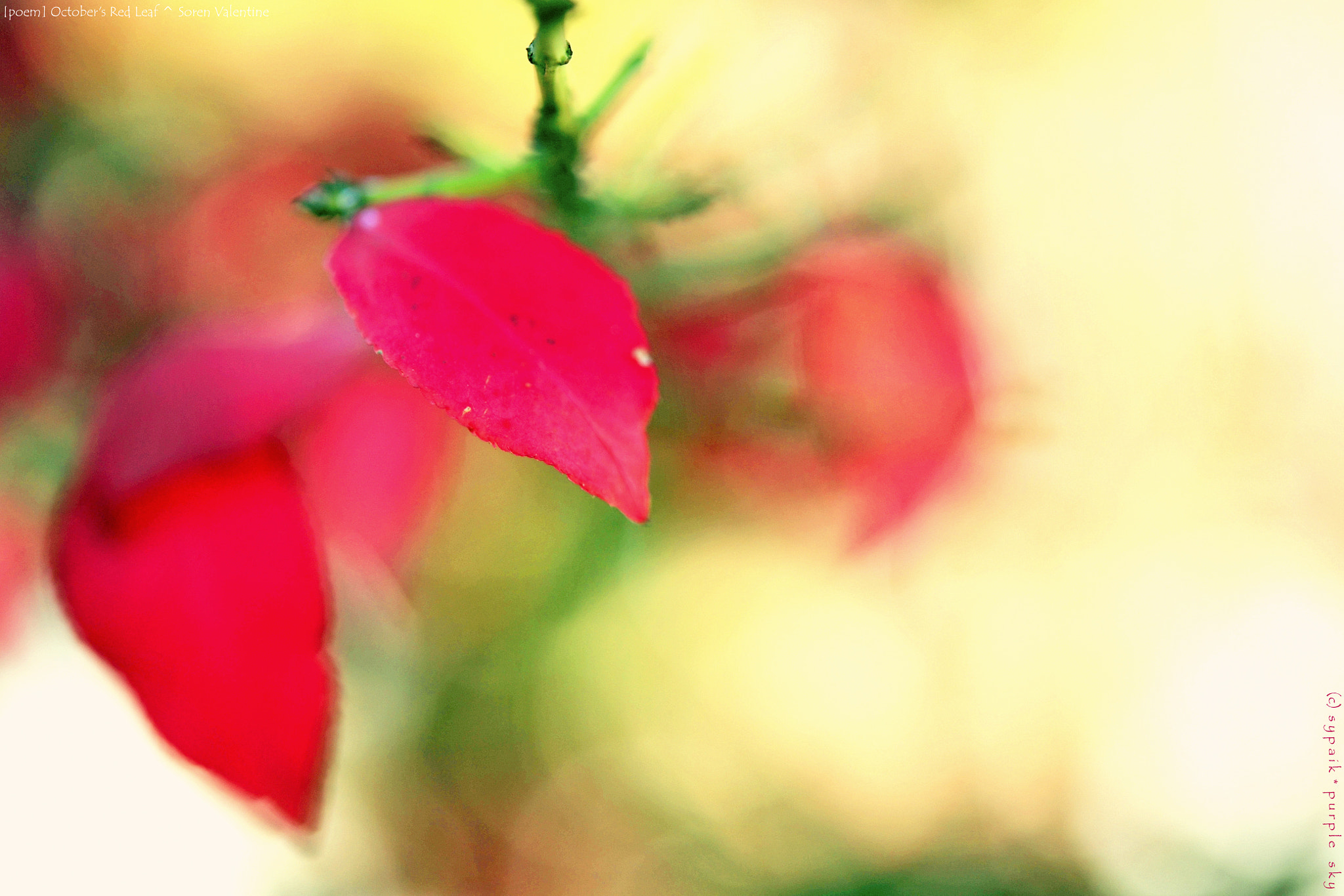 Nikon AF-S Micro-Nikkor 60mm F2.8G ED sample photo. October's red leaf ii photography