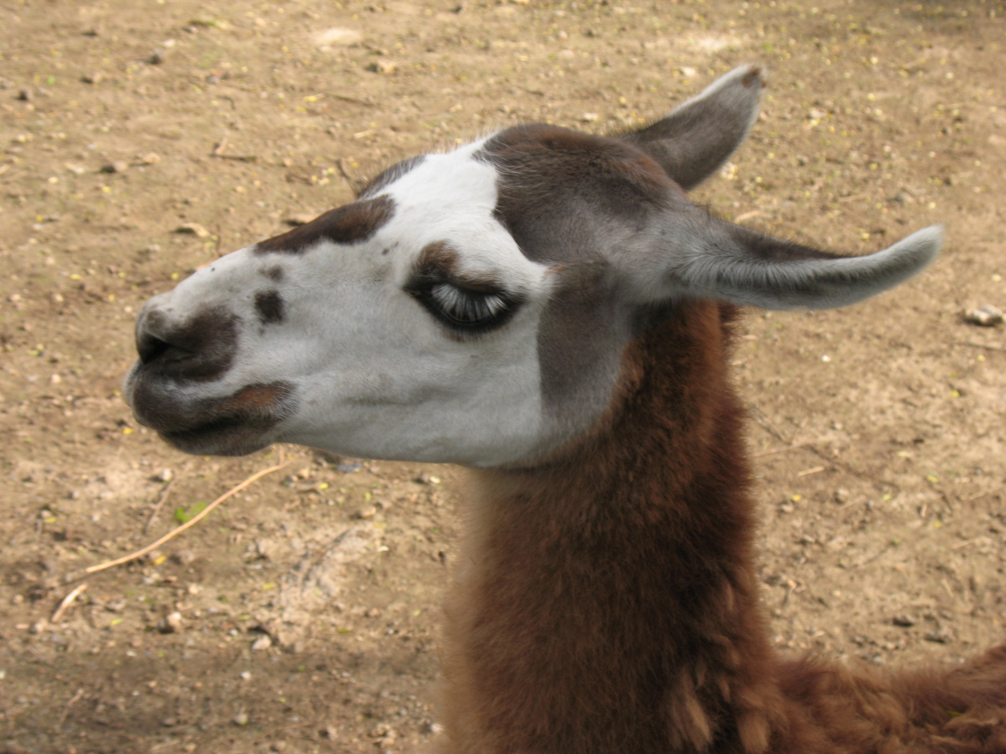 Canon POWERSHOT A630 sample photo. Portrait of a giraffe. photography