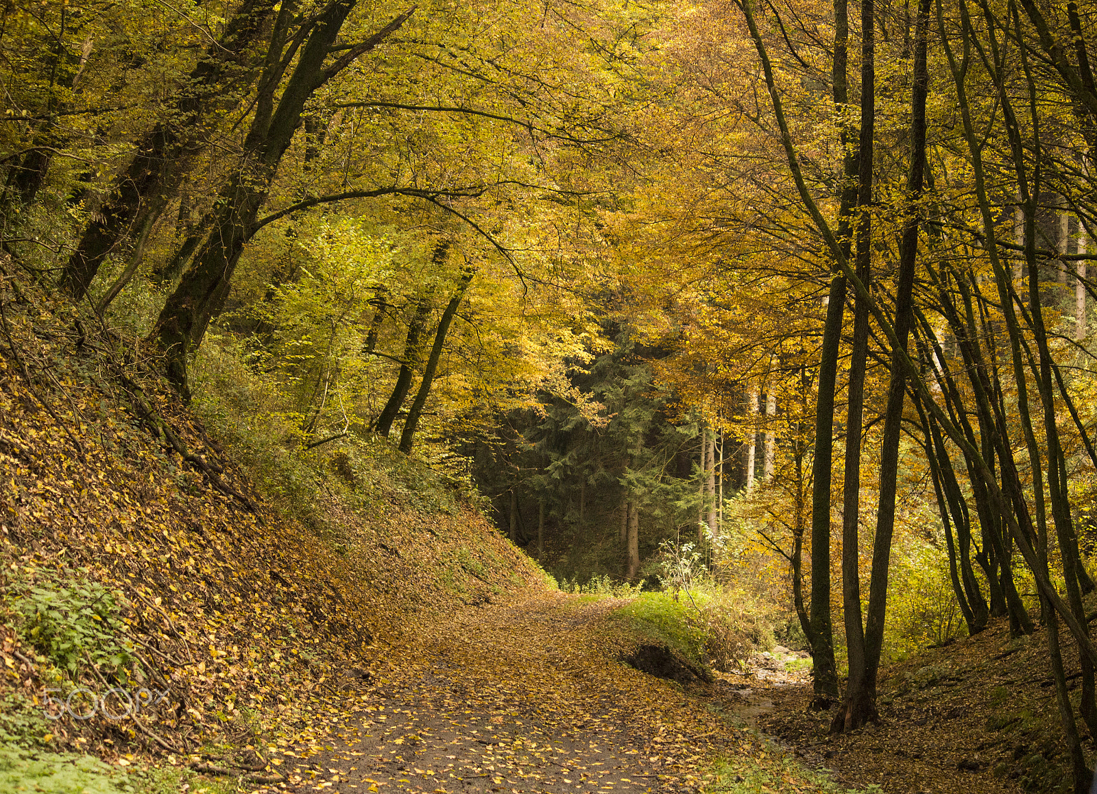 Canon EF-S 55-250mm F4-5.6 IS sample photo. Autumn leaves falling photography