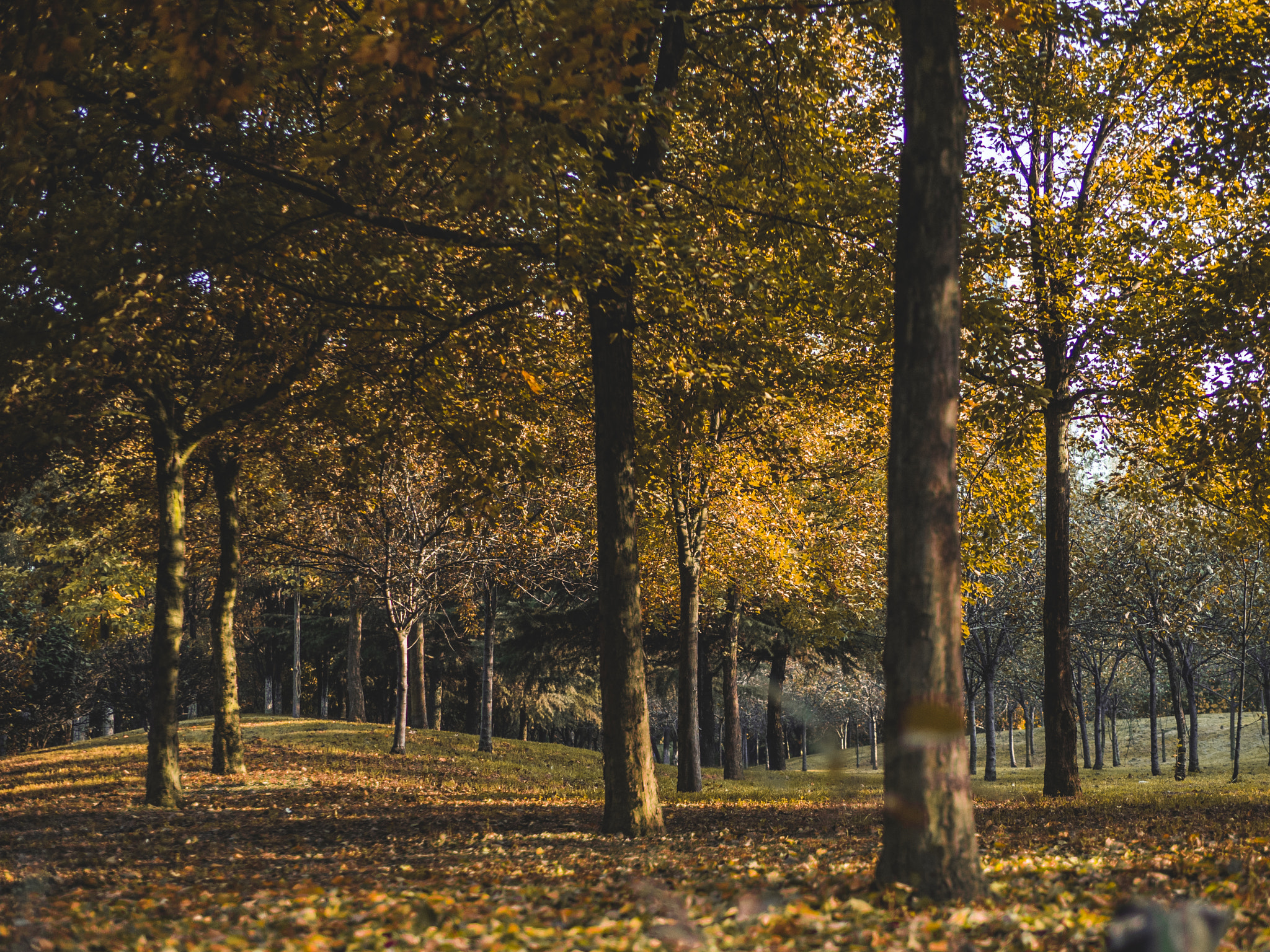 Olympus OM-D E-M10 II + Panasonic Leica DG Summilux 25mm F1.4 II ASPH sample photo. Autumn photography