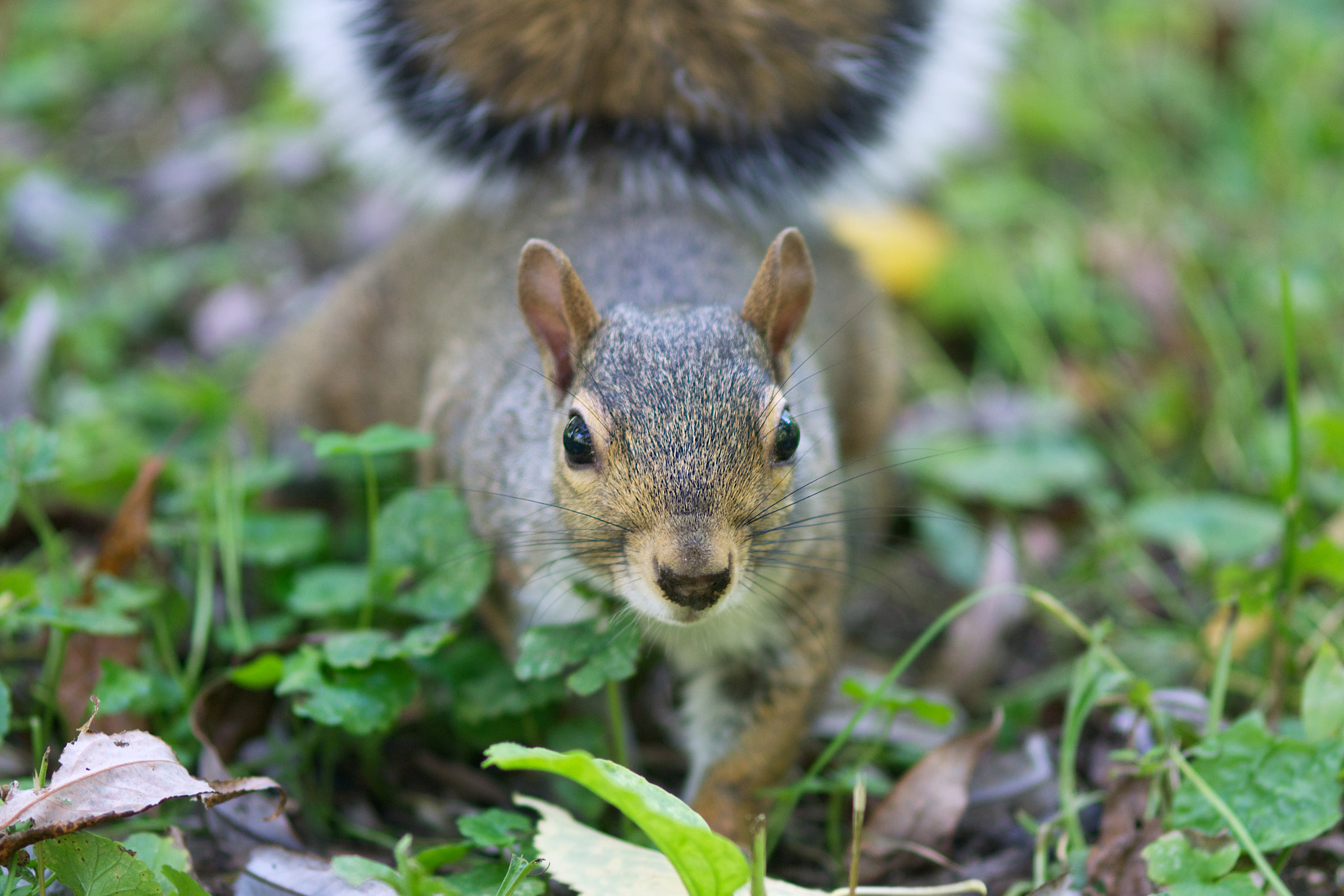 Pentax K-5 II sample photo. Squirrel (2016) photography