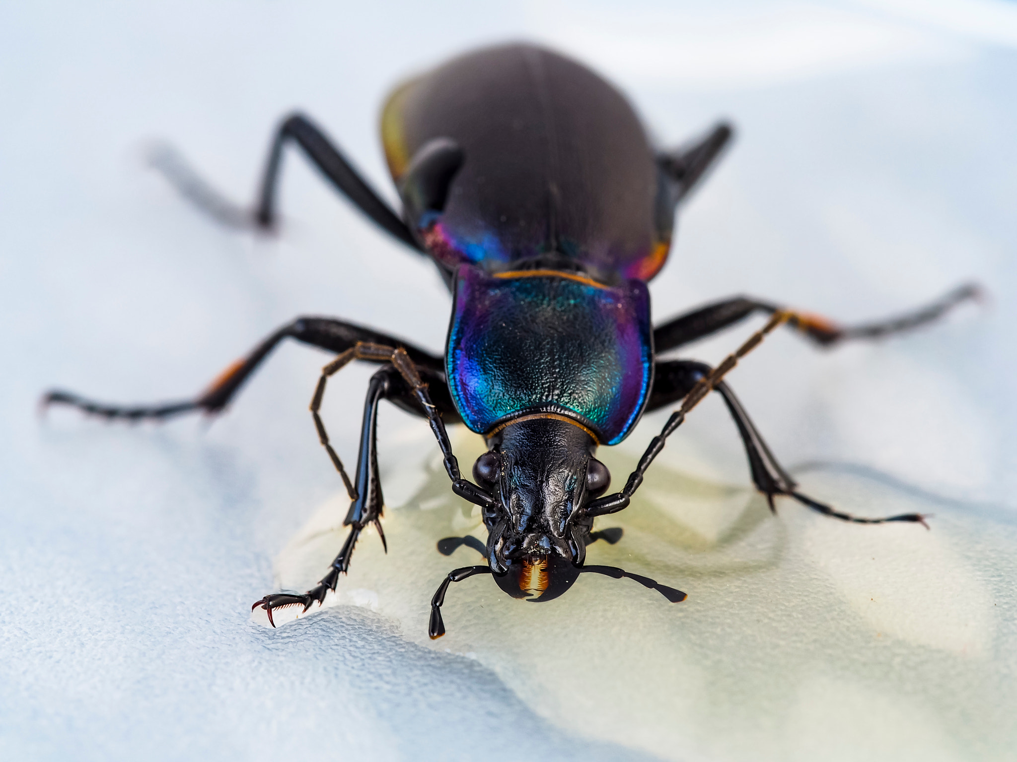 Olympus PEN E-PM2 sample photo. Beetle photography