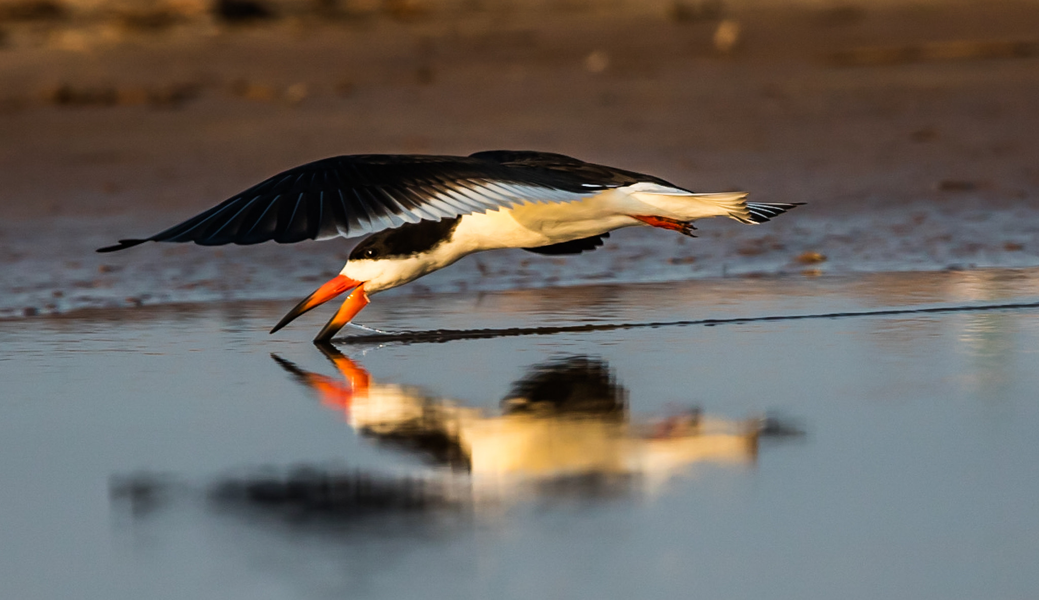 Canon EF 300mm F2.8L IS II USM sample photo. Black skimmer photography