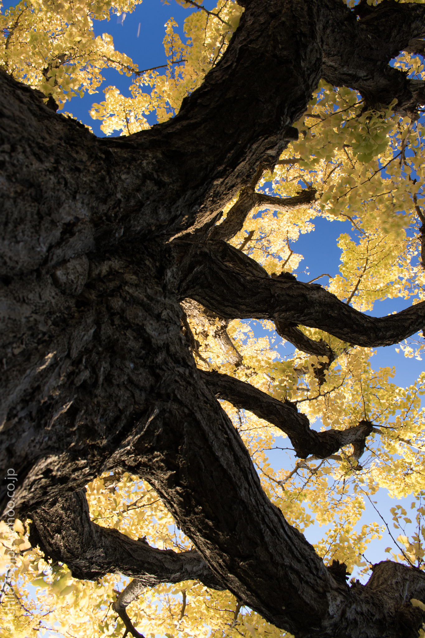 Canon EOS 760D (EOS Rebel T6s / EOS 8000D) + Canon EF-S 18-55mm F3.5-5.6 IS STM sample photo. Autumn ginkgo photography