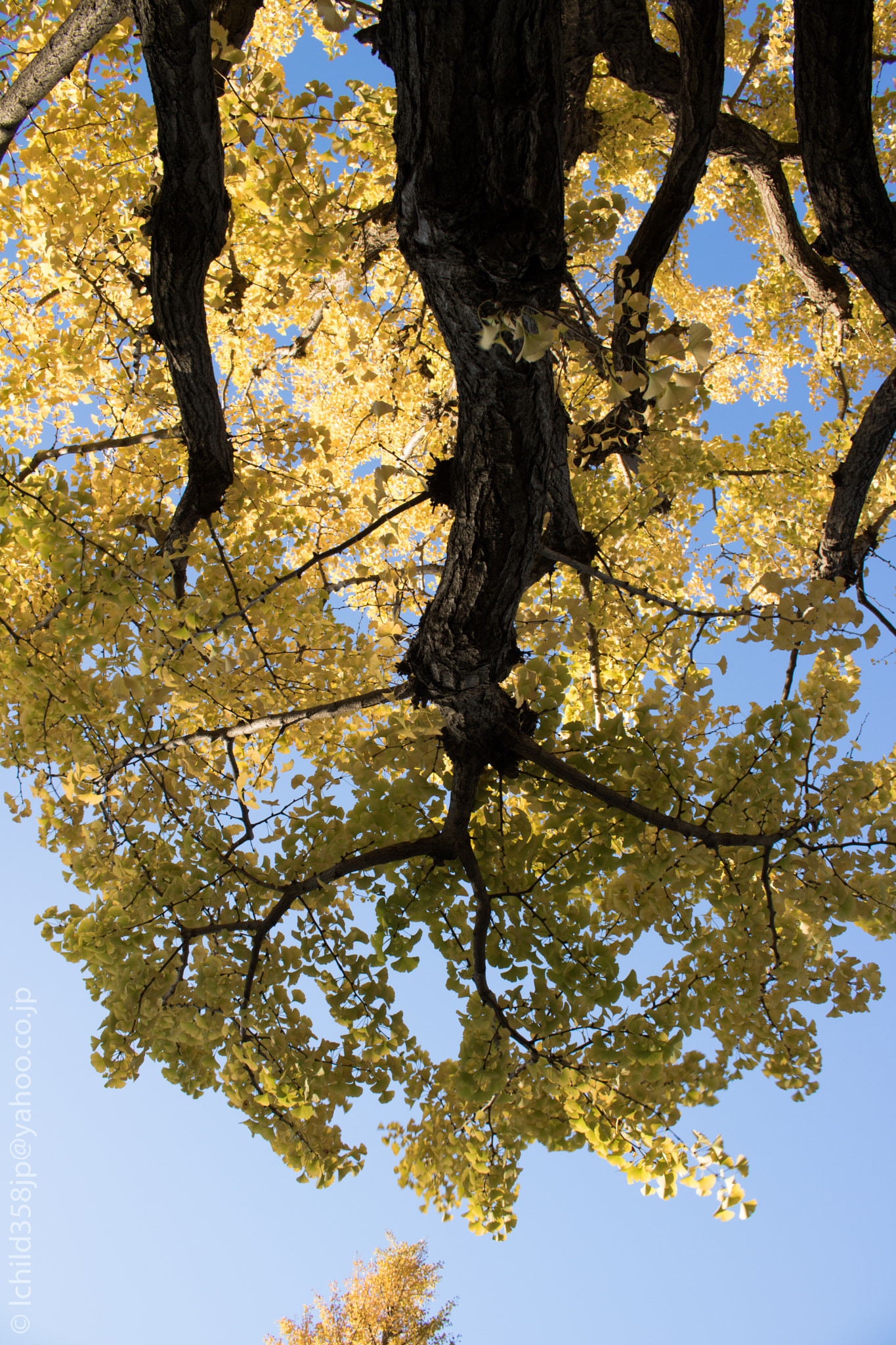 Canon EOS 760D (EOS Rebel T6s / EOS 8000D) + Canon EF-S 18-55mm F3.5-5.6 IS STM sample photo. Autumn ginkgo photography