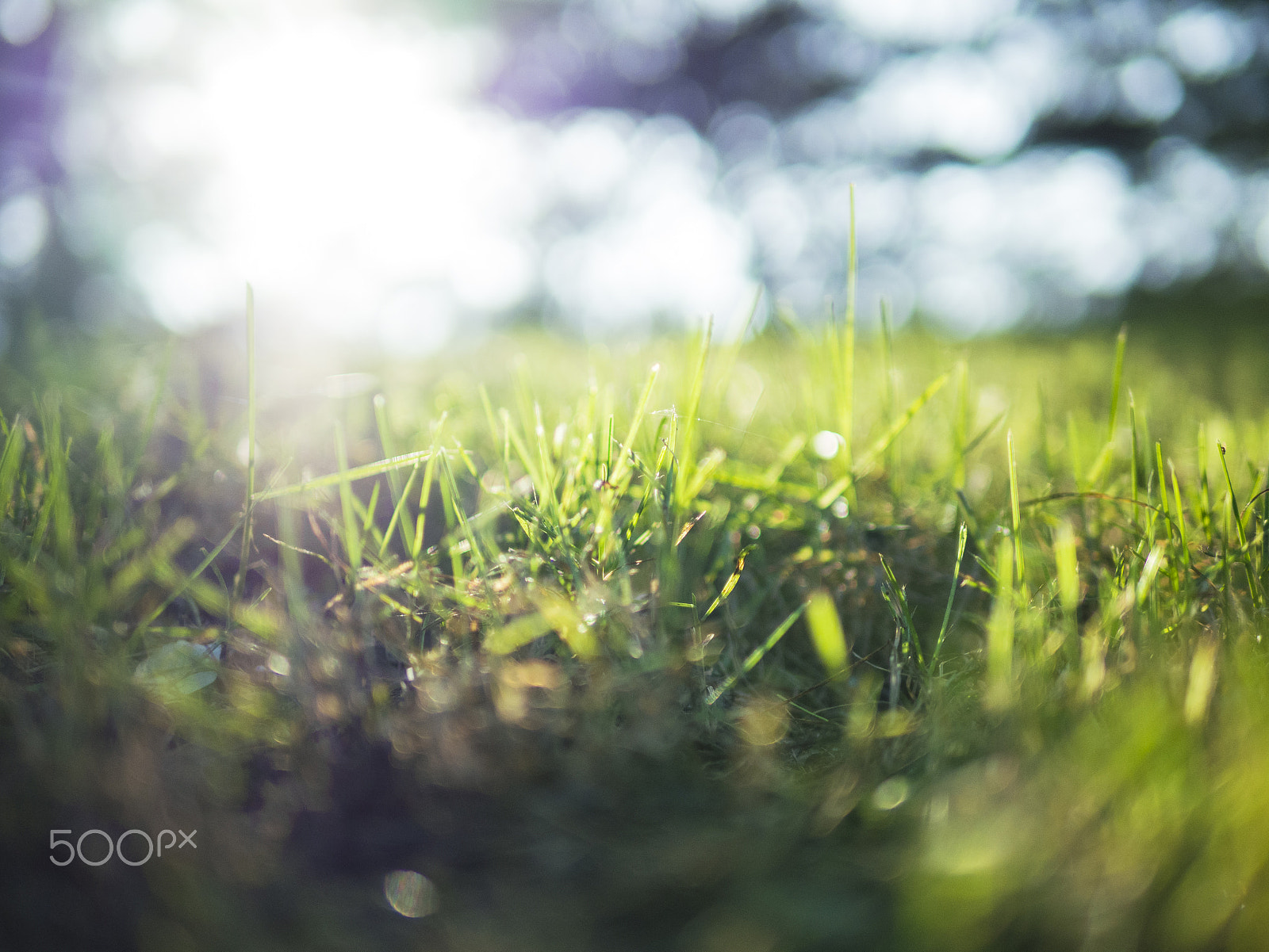 Olympus OM-D E-M10 II + Panasonic Leica DG Summilux 25mm F1.4 II ASPH sample photo. Little green photography