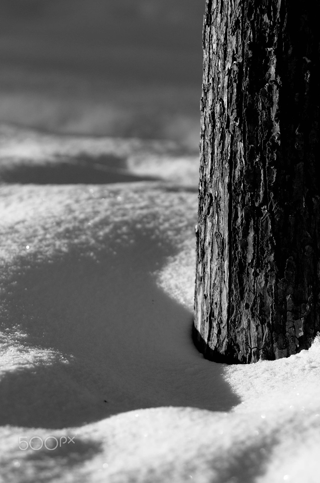 Nikon D300S + Nikon AF Nikkor 105mm F2D DC sample photo. Tree stump in the snow photography