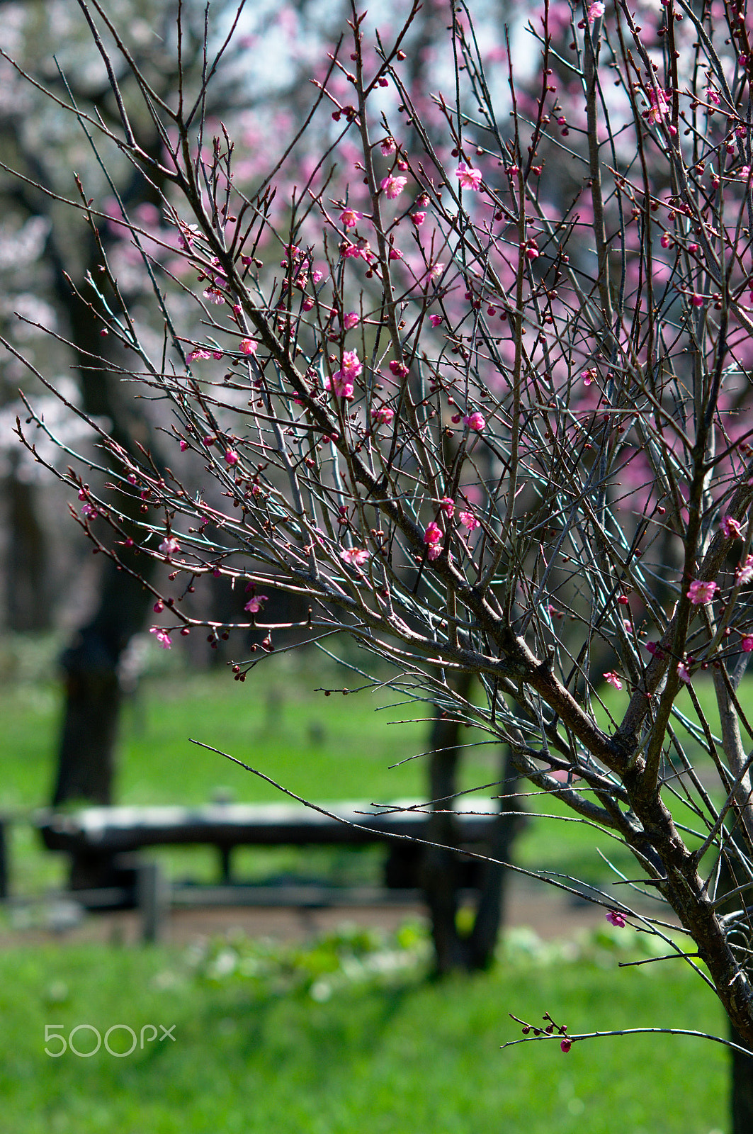 Nikon D300S + Nikon AF Nikkor 105mm F2D DC sample photo. Sakura tree photography