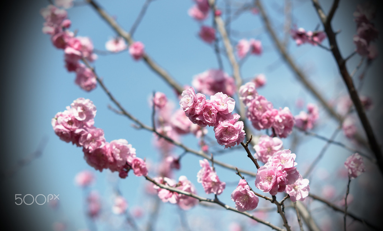 Nikon D300S + Nikon AF Nikkor 105mm F2D DC sample photo. Cherry blossom tree photography