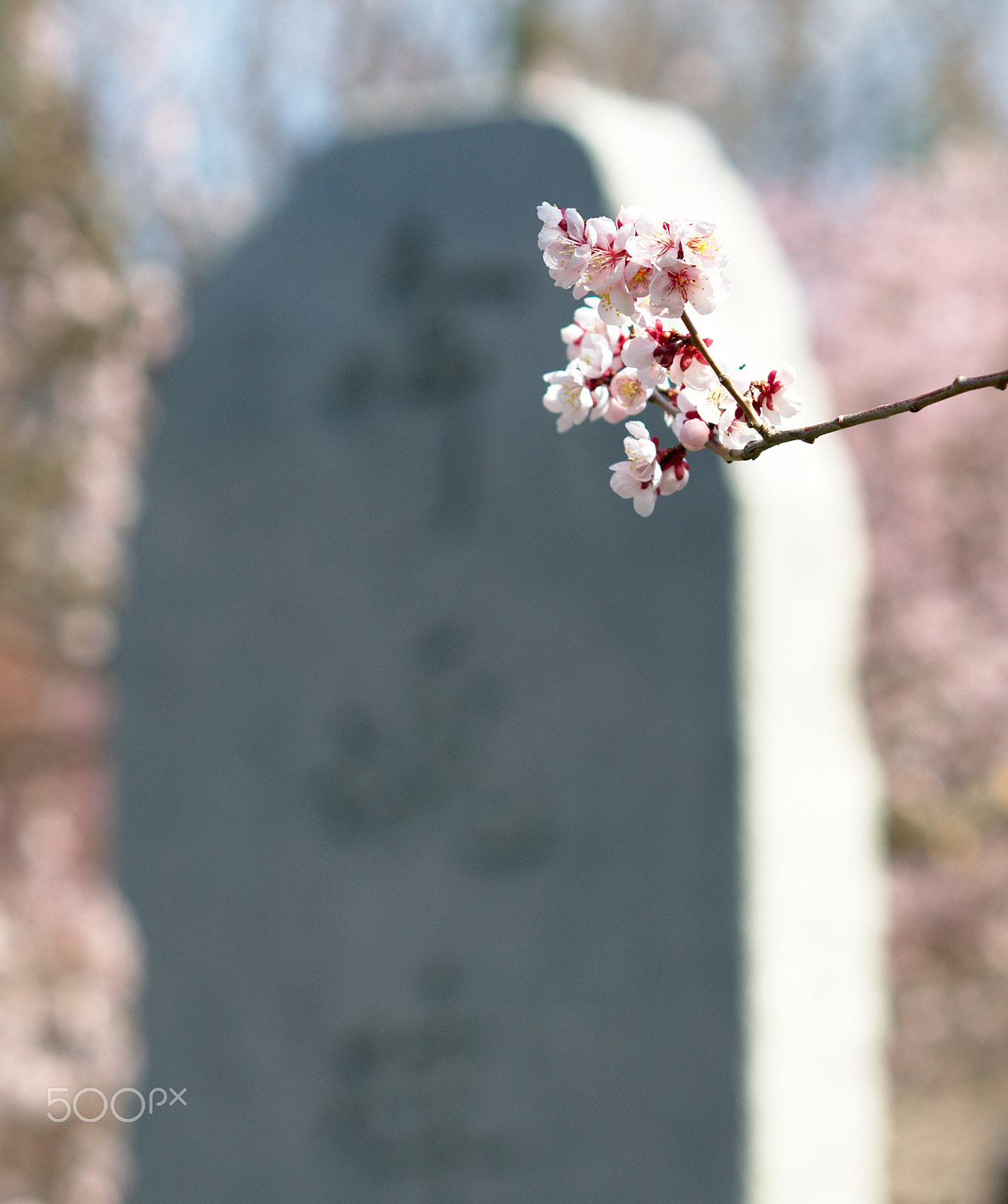 Nikon D300S + Nikon AF Nikkor 105mm F2D DC sample photo. Cherry blossom photography