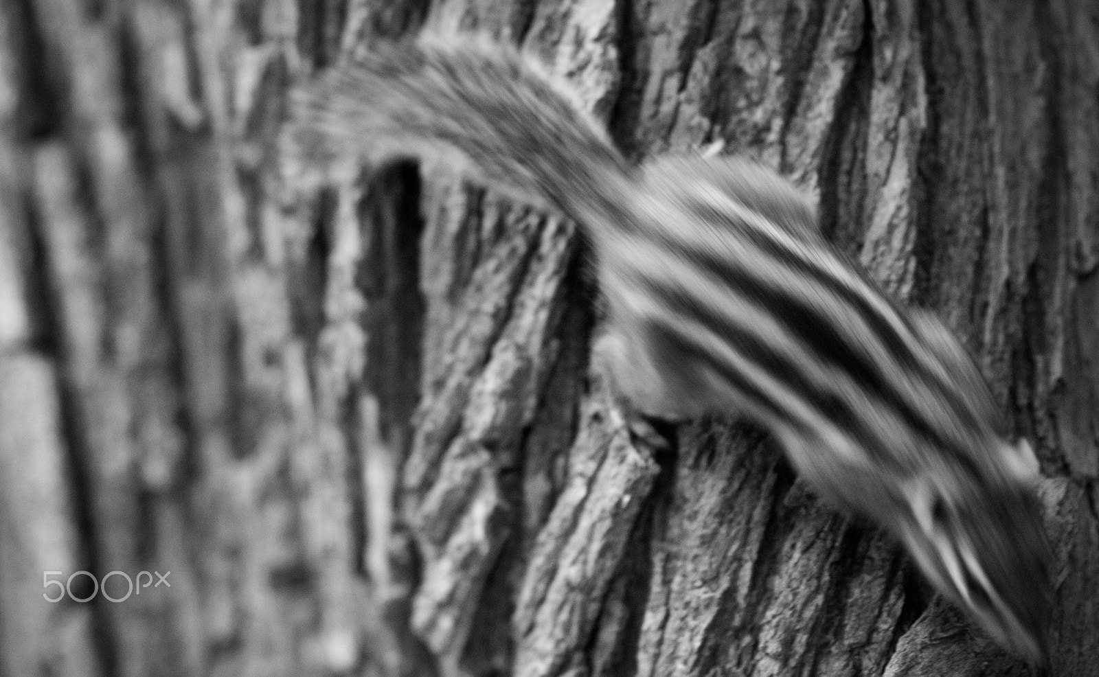 Nikon D300S + Nikon AF Nikkor 105mm F2D DC sample photo. Scurrying chipmunk photography