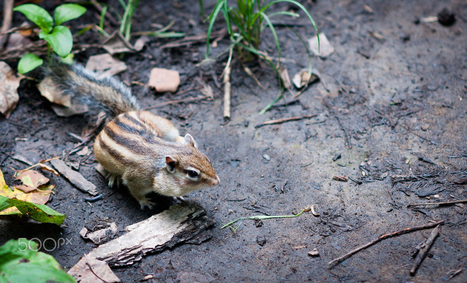 Nikon D300S + Nikon AF Nikkor 105mm F2D DC sample photo. Hokkaido chipmunk photography