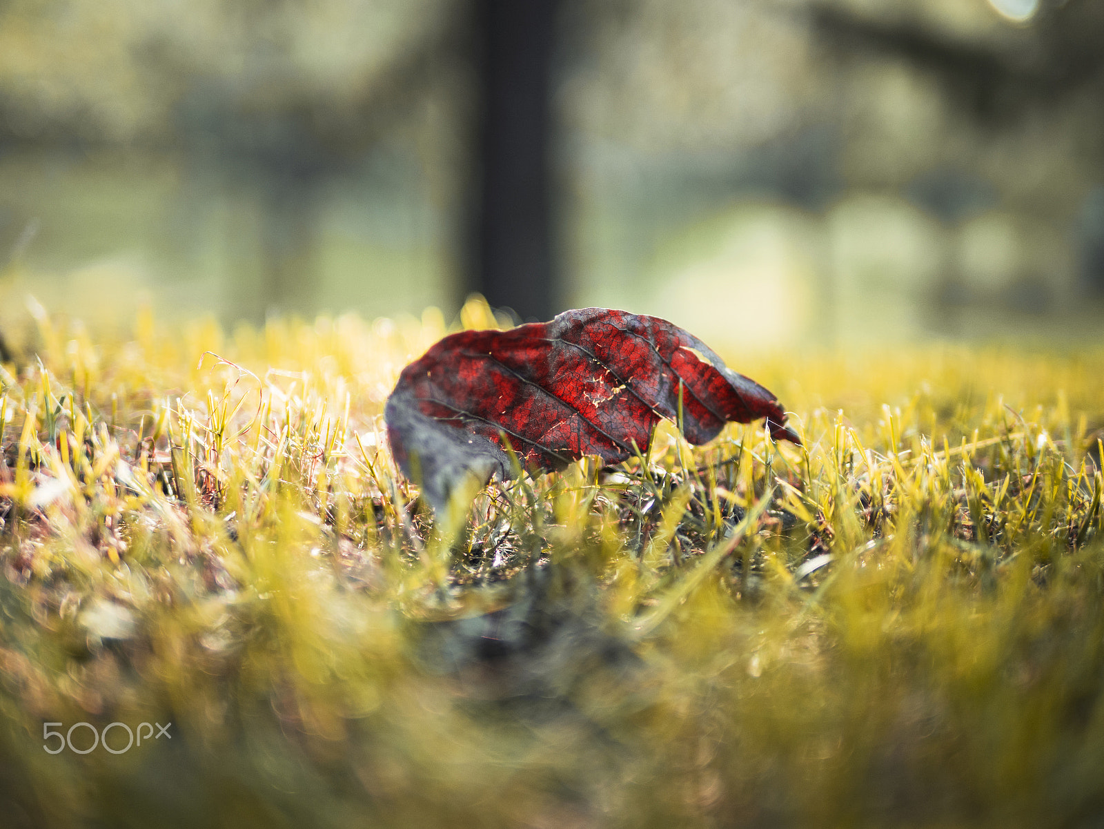 Olympus OM-D E-M10 II + Panasonic Leica DG Summilux 25mm F1.4 II ASPH sample photo. Fall photography