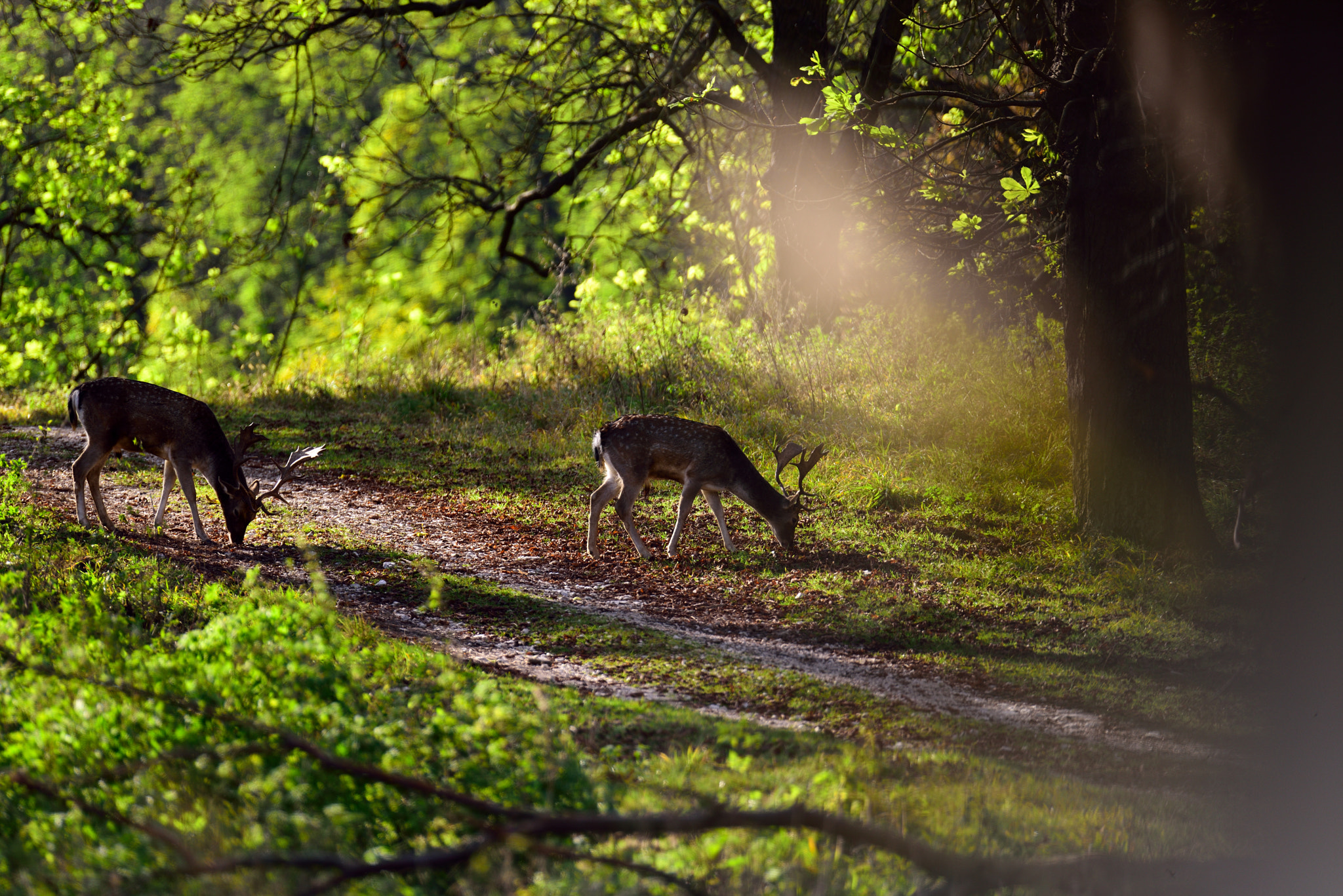 Sigma 120-300mm F2.8 EX DG HSM sample photo. Deers of pilis - looking for food photography