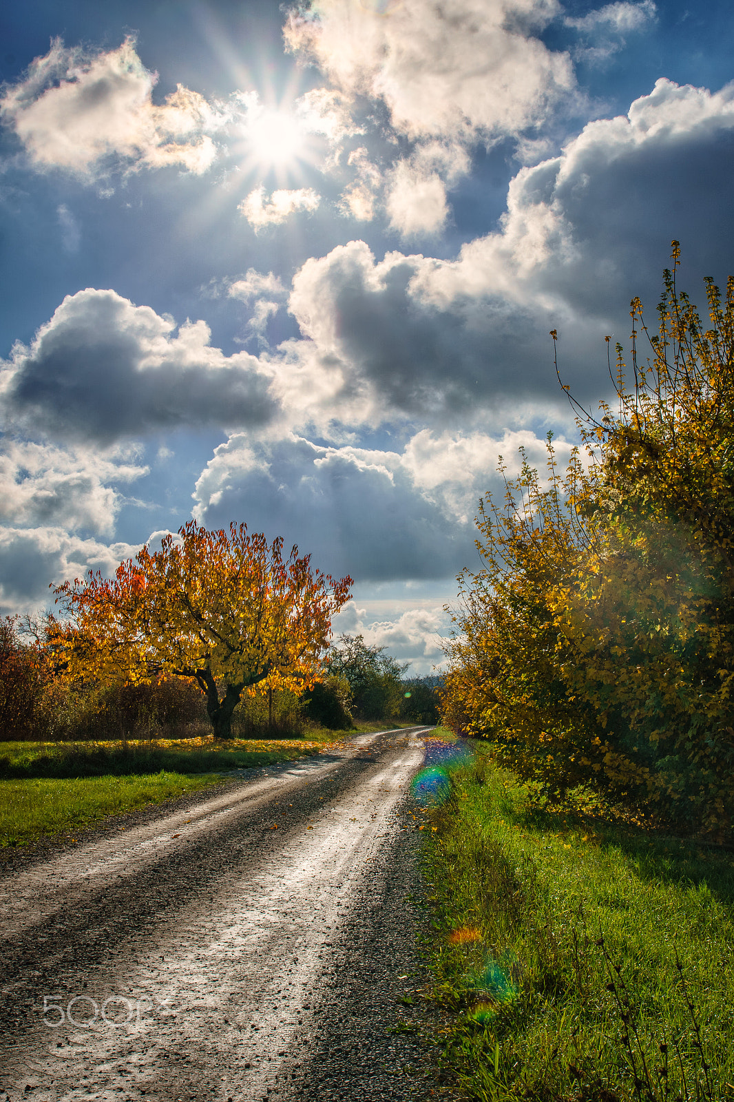 Sony ILCA-77M2 sample photo. Last leaves falling photography