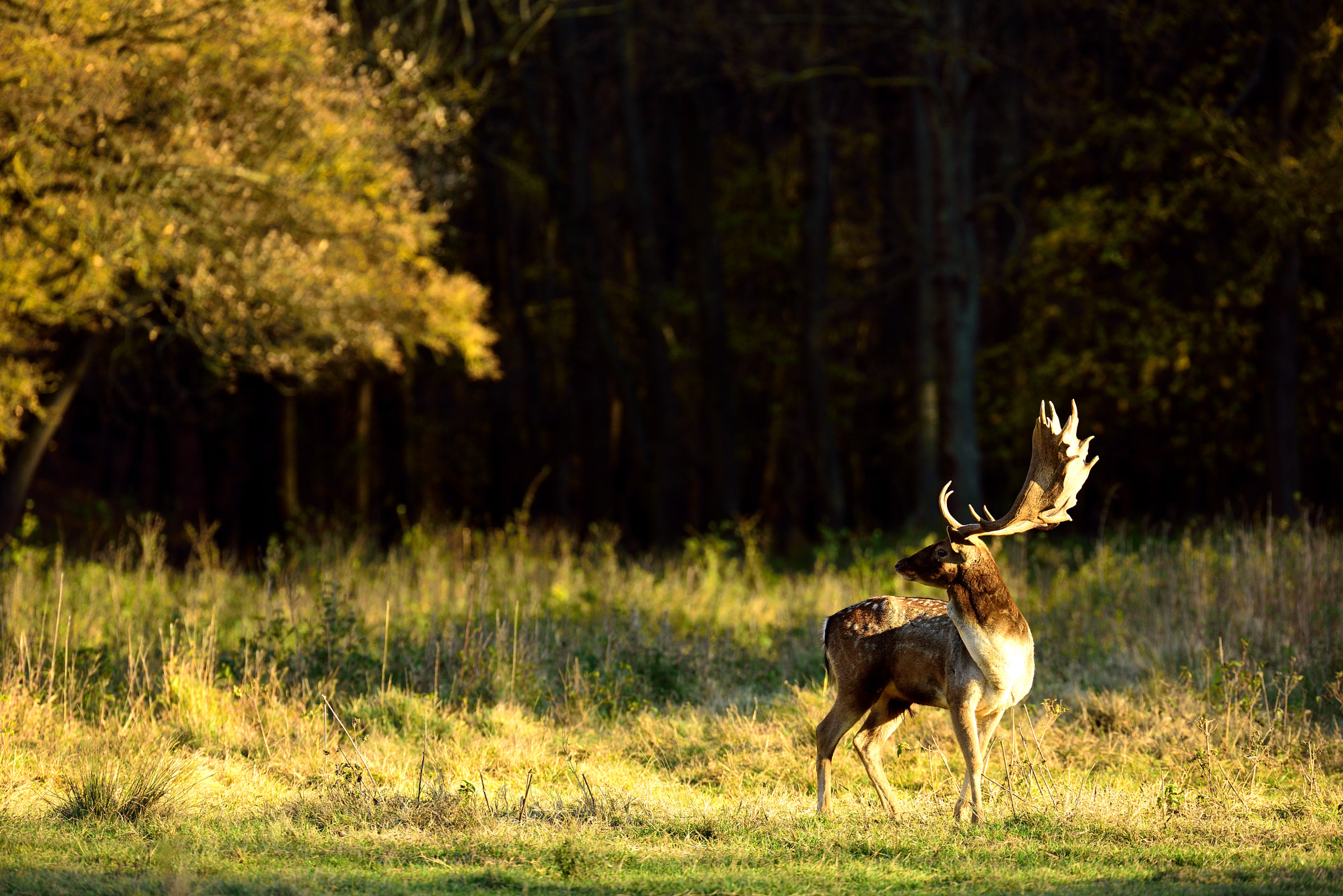 Sigma 120-300mm F2.8 EX DG HSM sample photo. Deers of pilis - cautious photography