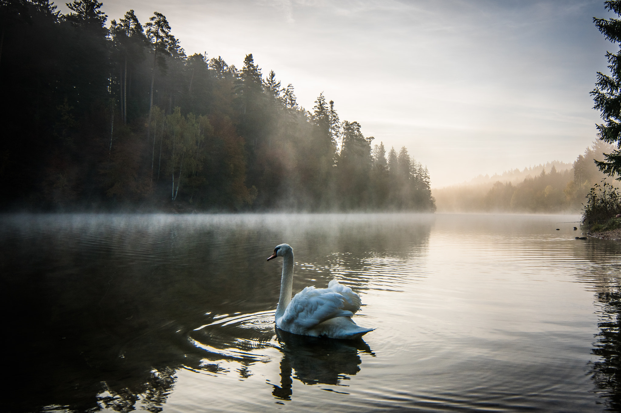 Sony ILCA-77M2 + 20mm F2.8 sample photo. Swan lake photography