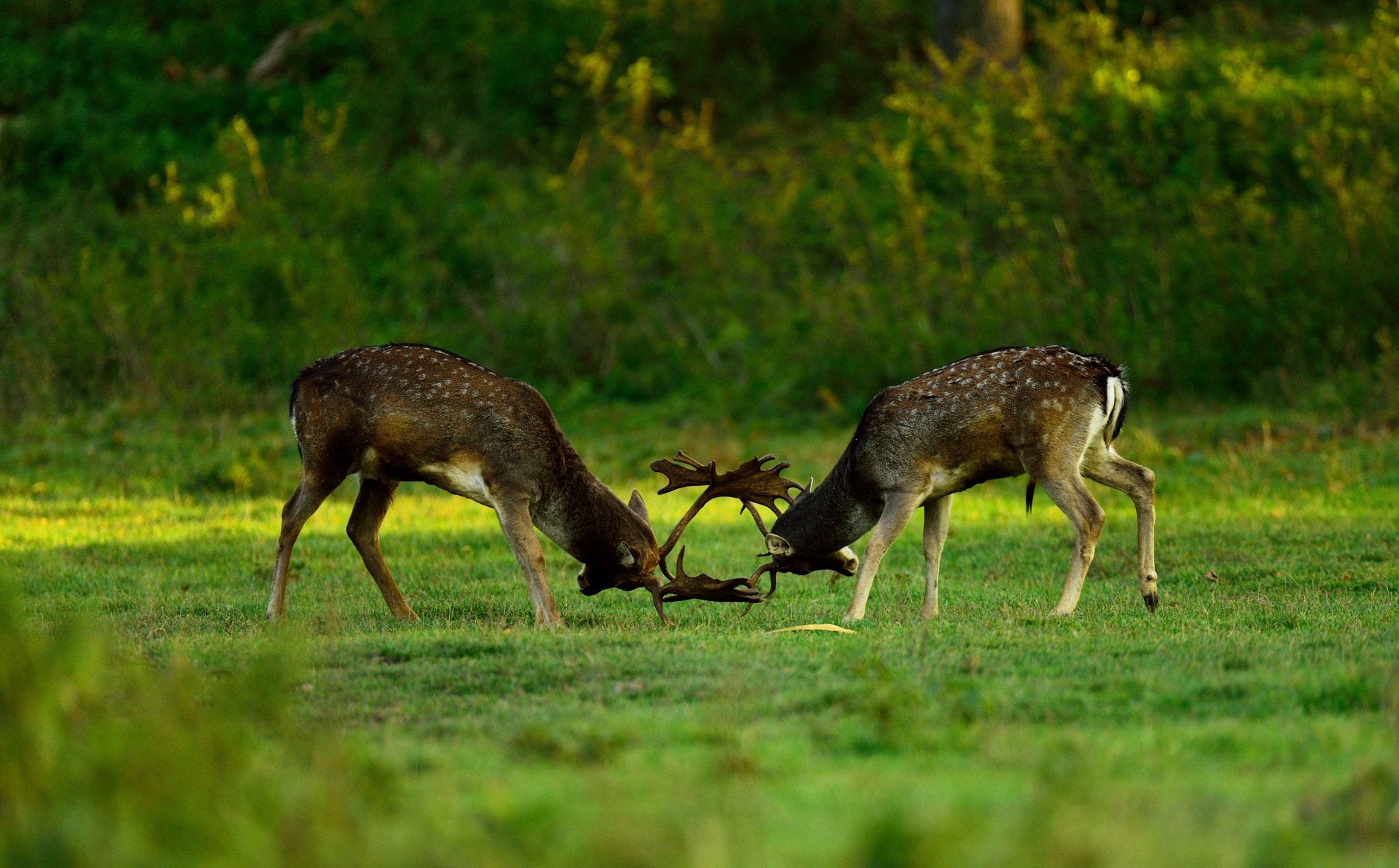 Sigma 120-300mm F2.8 EX DG HSM sample photo. Deers of pilis - fight photography