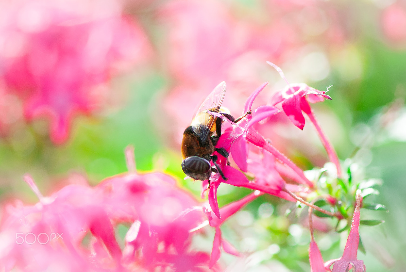 Nikon D200 sample photo. Pentasulfide and bees photography