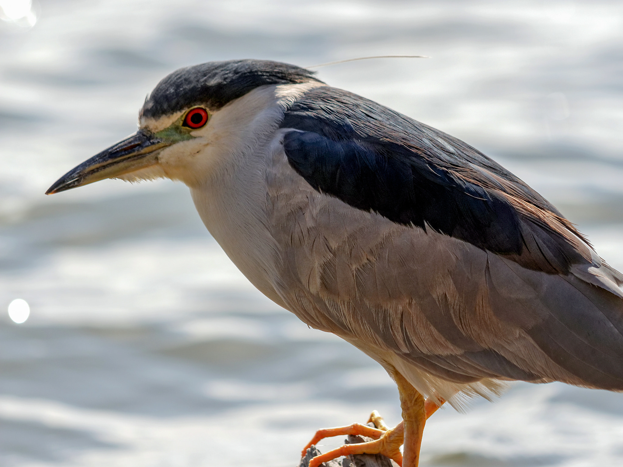 Canon EOS 650D (EOS Rebel T4i / EOS Kiss X6i) sample photo. Black crested night heron photography