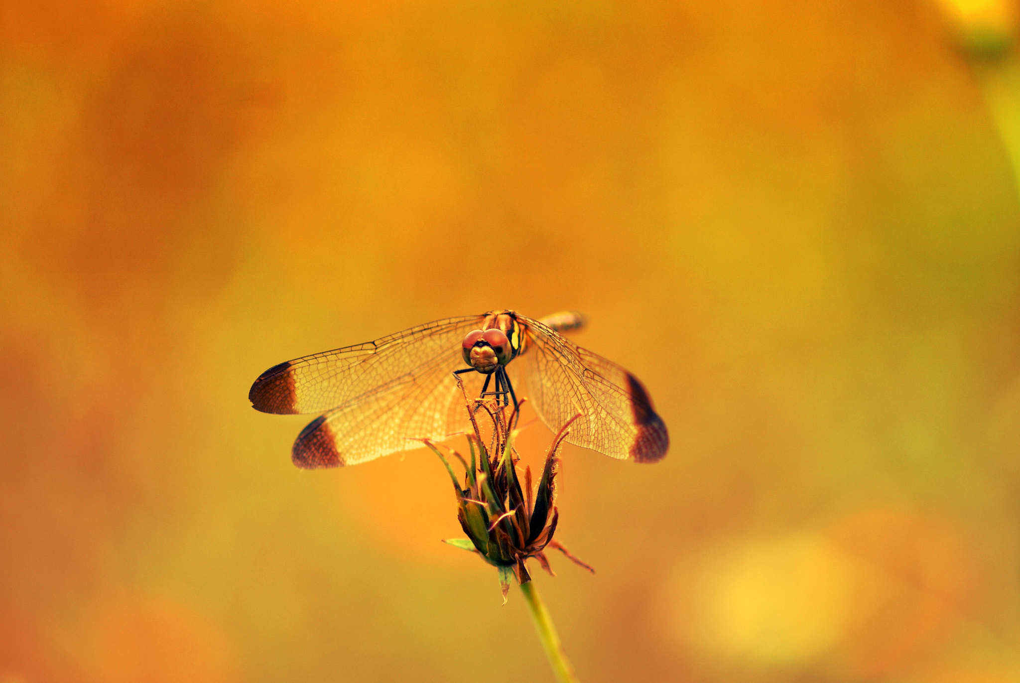Pentax K10D sample photo. A dragonfly photography