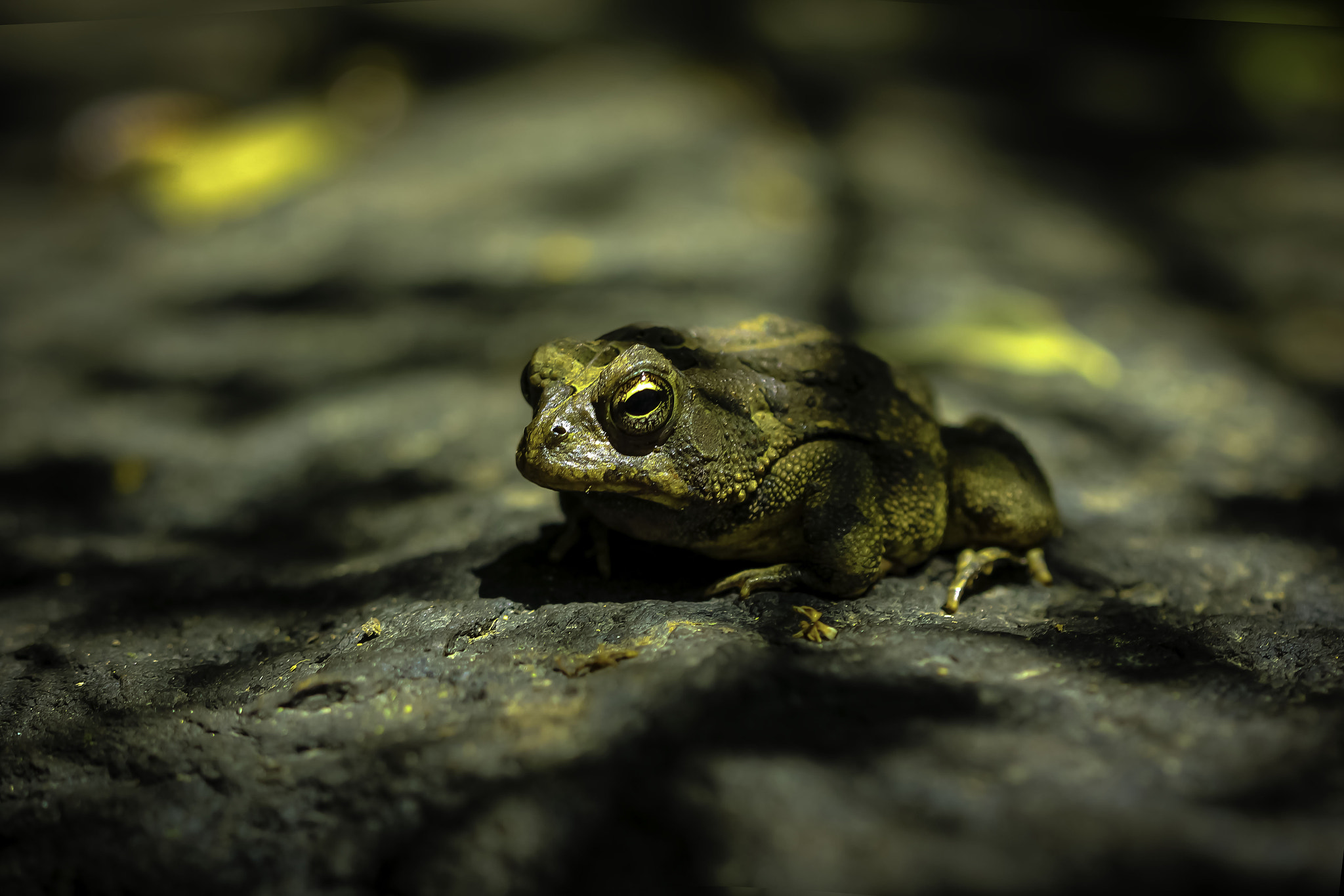 Canon EF 100mm F2.8 Macro USM sample photo. Froggle rack photography