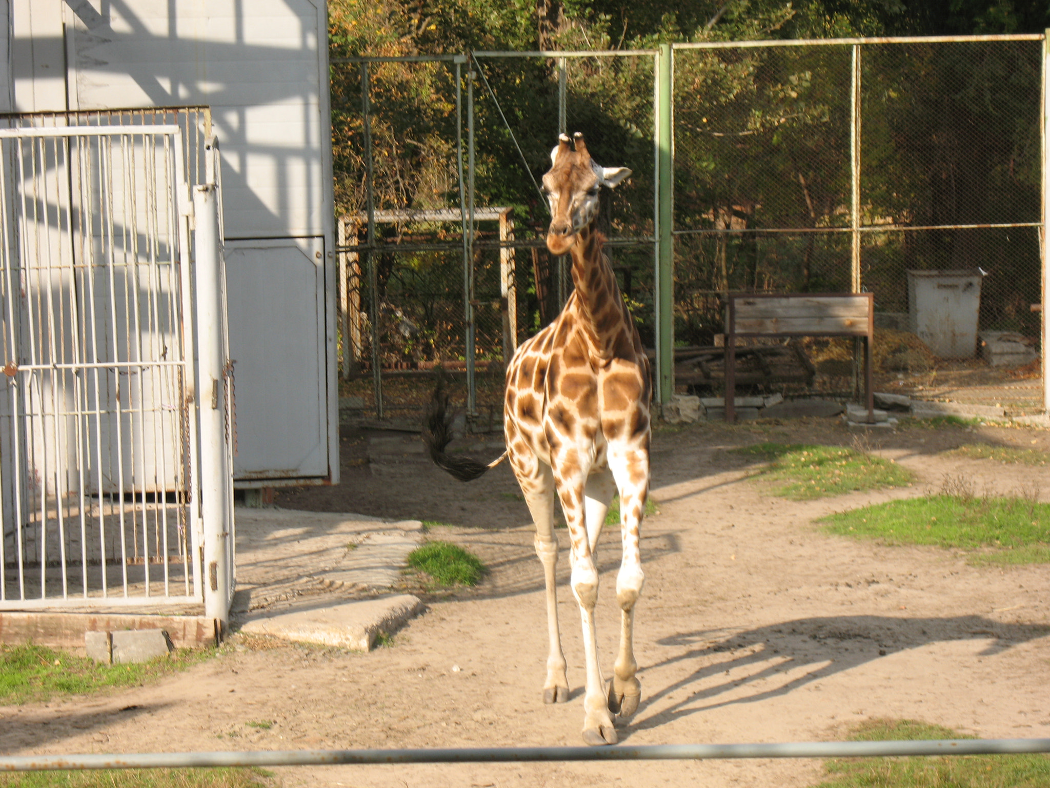 Canon POWERSHOT A630 sample photo. Giraffe at the zoo. rostov-on-don. photography