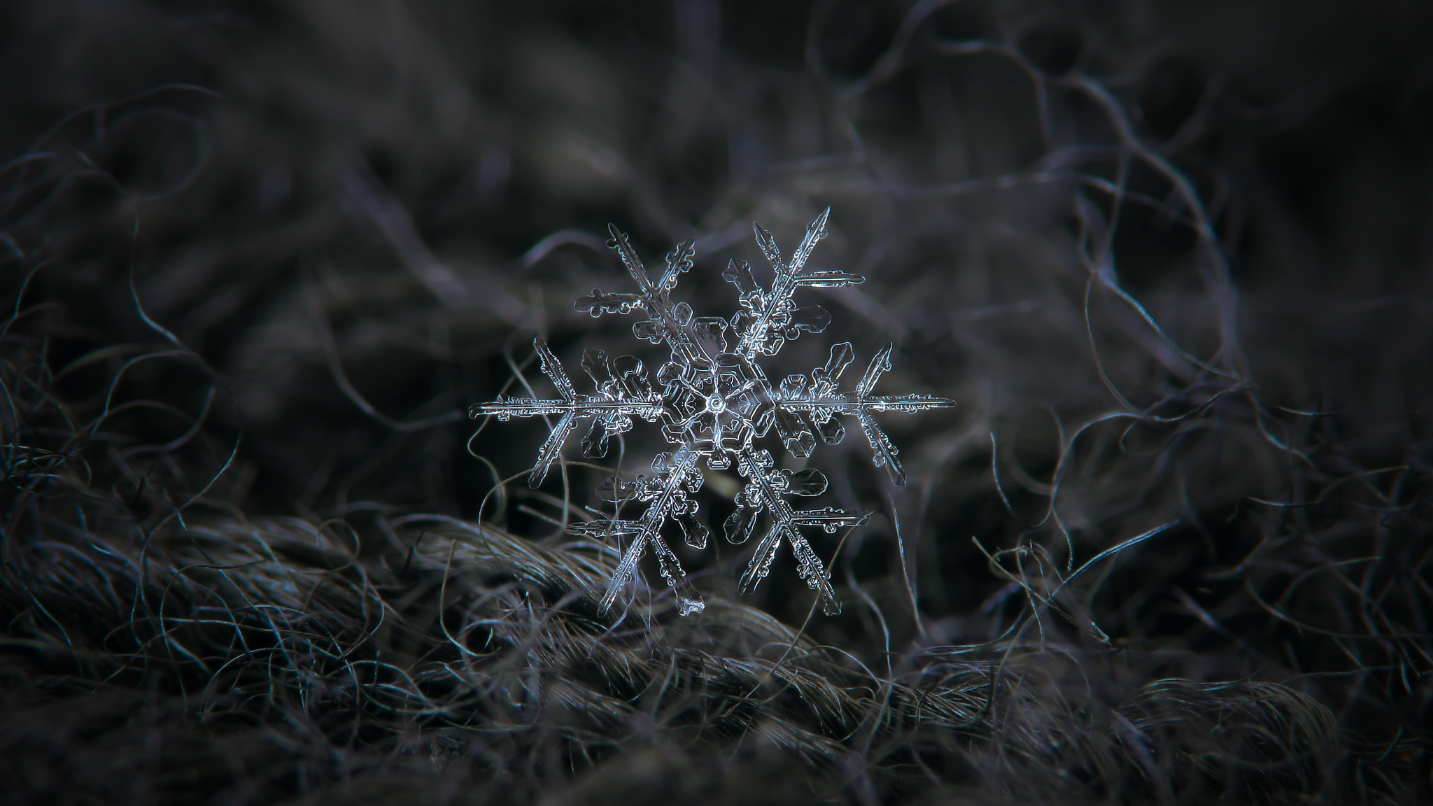 Canon POWERSHOT A650 IS sample photo. Real snowflake macro photo photography