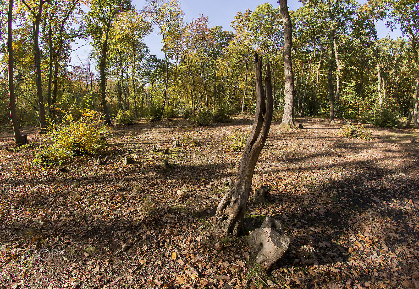 Nikon D610 + Nikon AF Fisheye-Nikkor 16mm F2.8D sample photo. Westwood early autumn photography