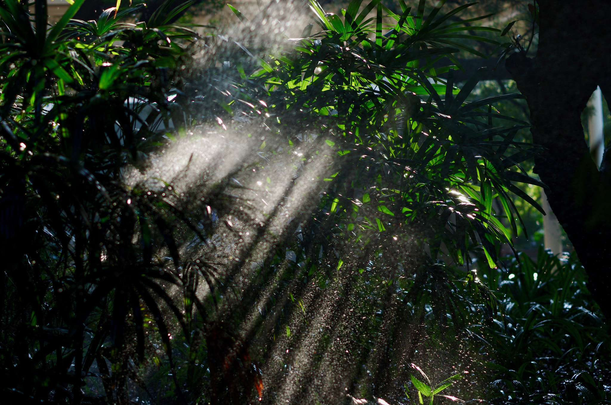 Pentax smc DA 50mm F1.8 sample photo. Bamboo photography