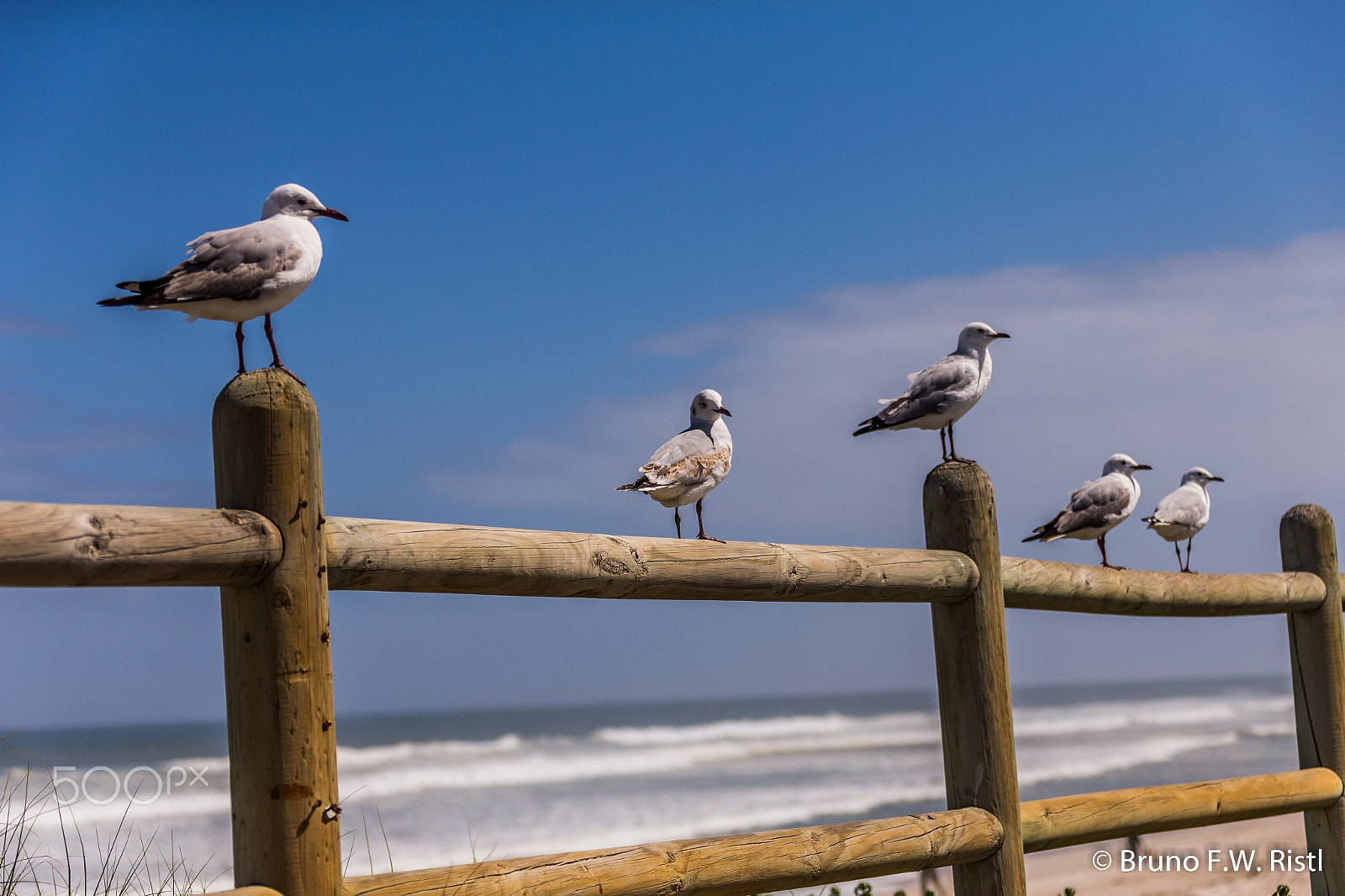 Canon EOS-1D X + Canon EF 28-300mm F3.5-5.6L IS USM sample photo. Seagulls photography