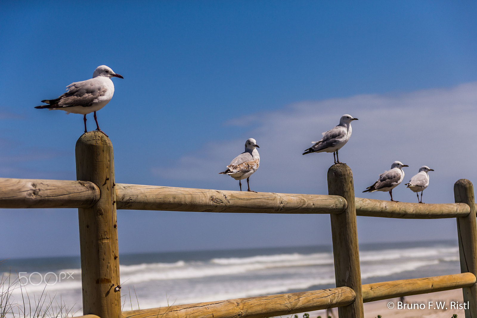 Canon EF 28-300mm F3.5-5.6L IS USM sample photo. Seagulls photography