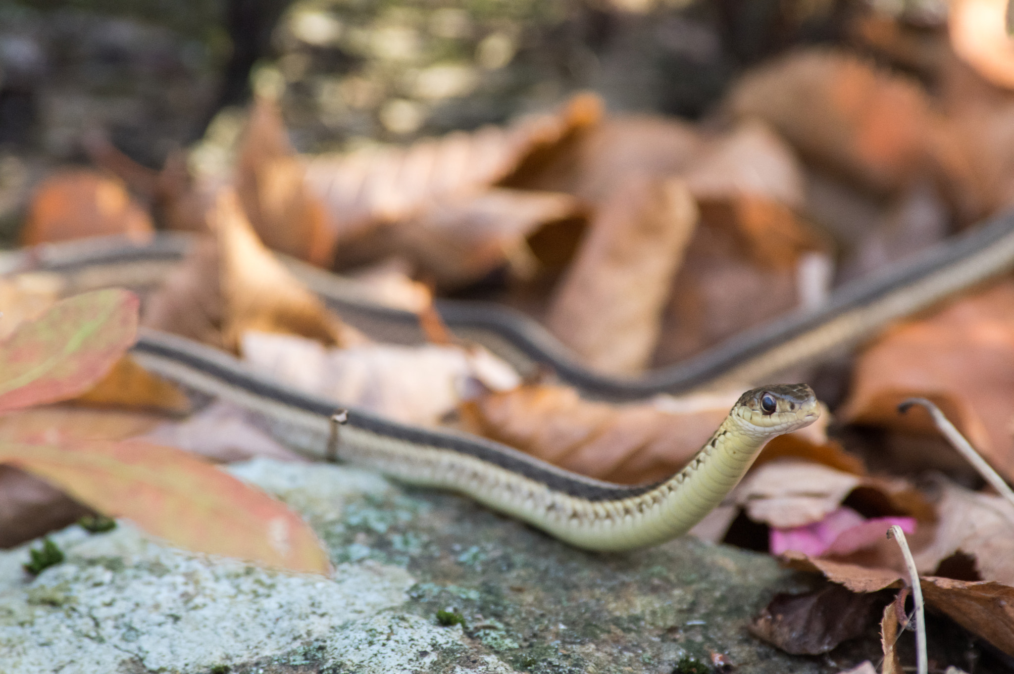 Pentax smc DA* 300mm F4.0 ED (IF) SDM sample photo. Mr. snake photography